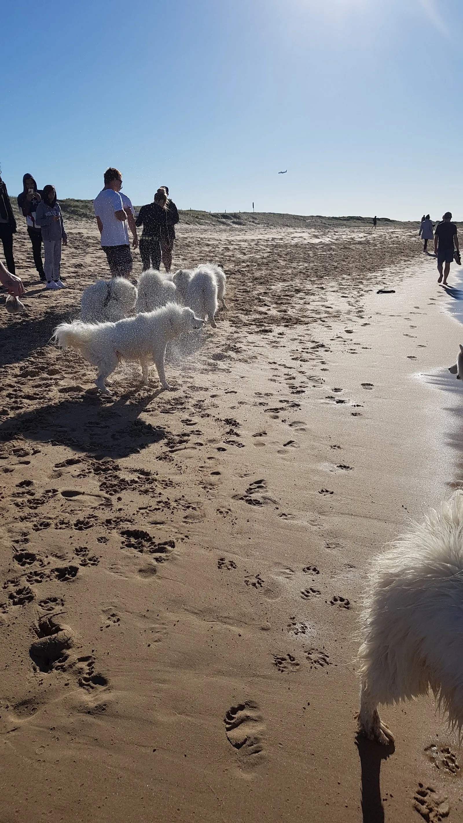 Greenhills Beach Dog Off Lead dog-friendly beach