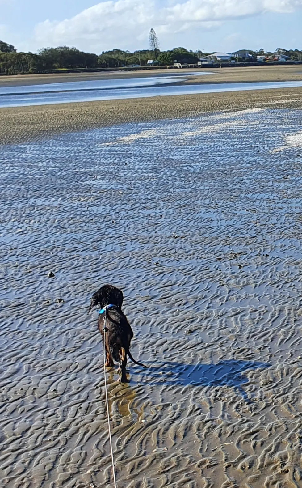 Beachmere Offleash Dog Beach dog-friendly beach