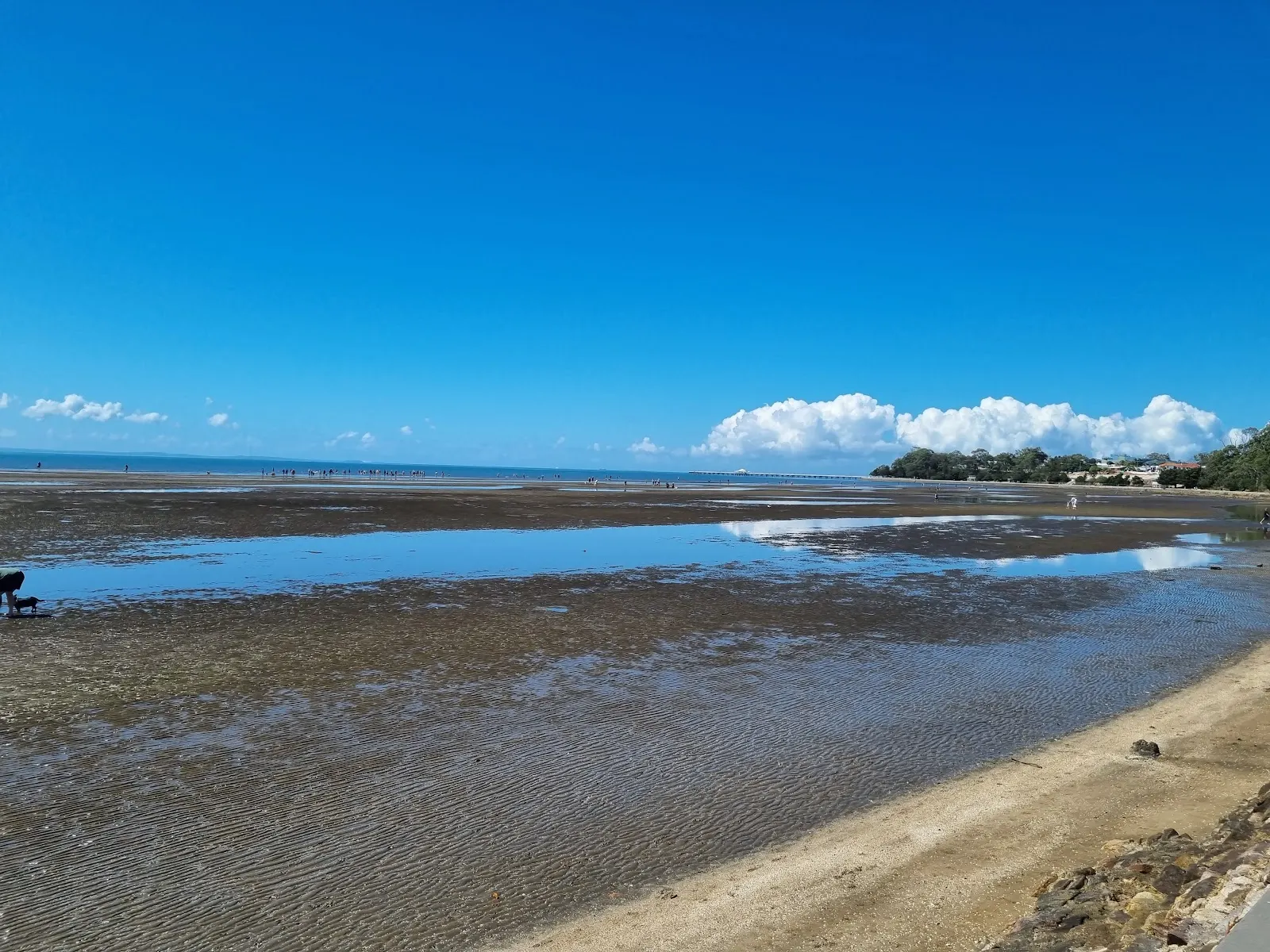 Sandgate Foreshore Park Dog Off Leash Area dog-friendly beach