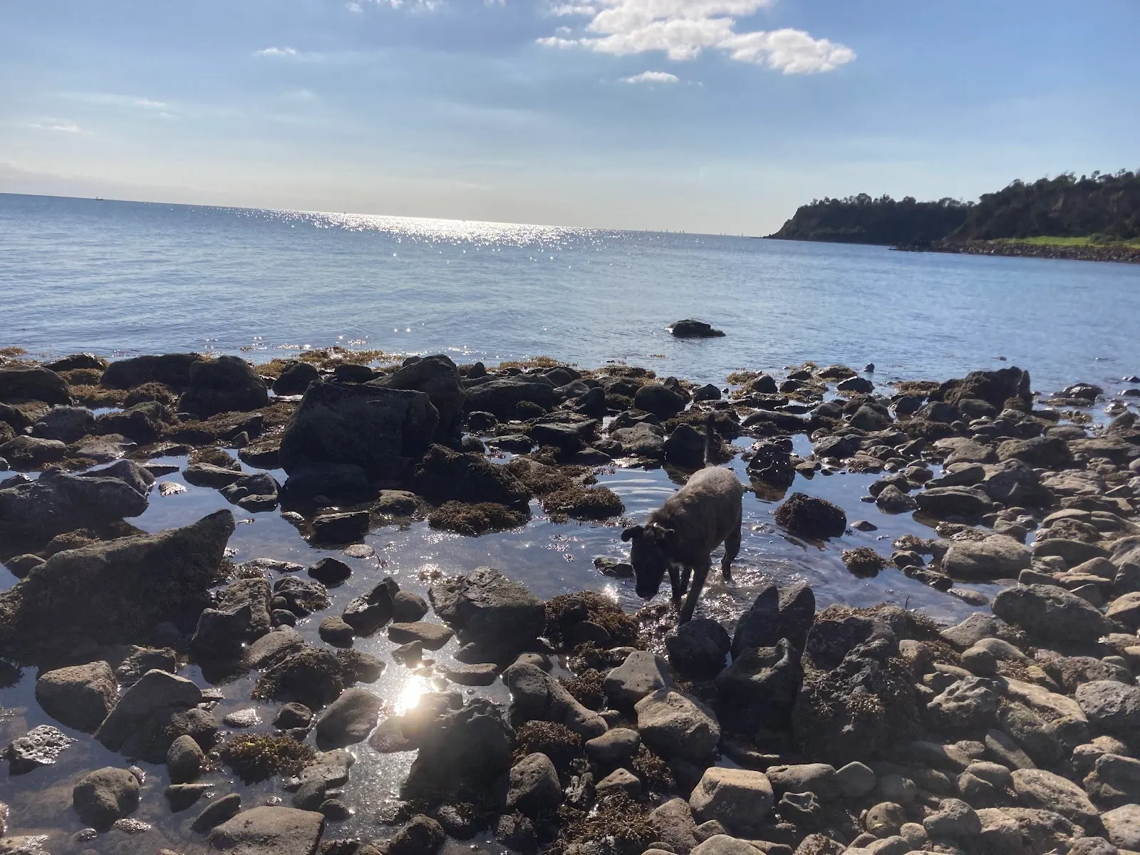 Fossil Beach Dog Off Leash Area dog-friendly beach