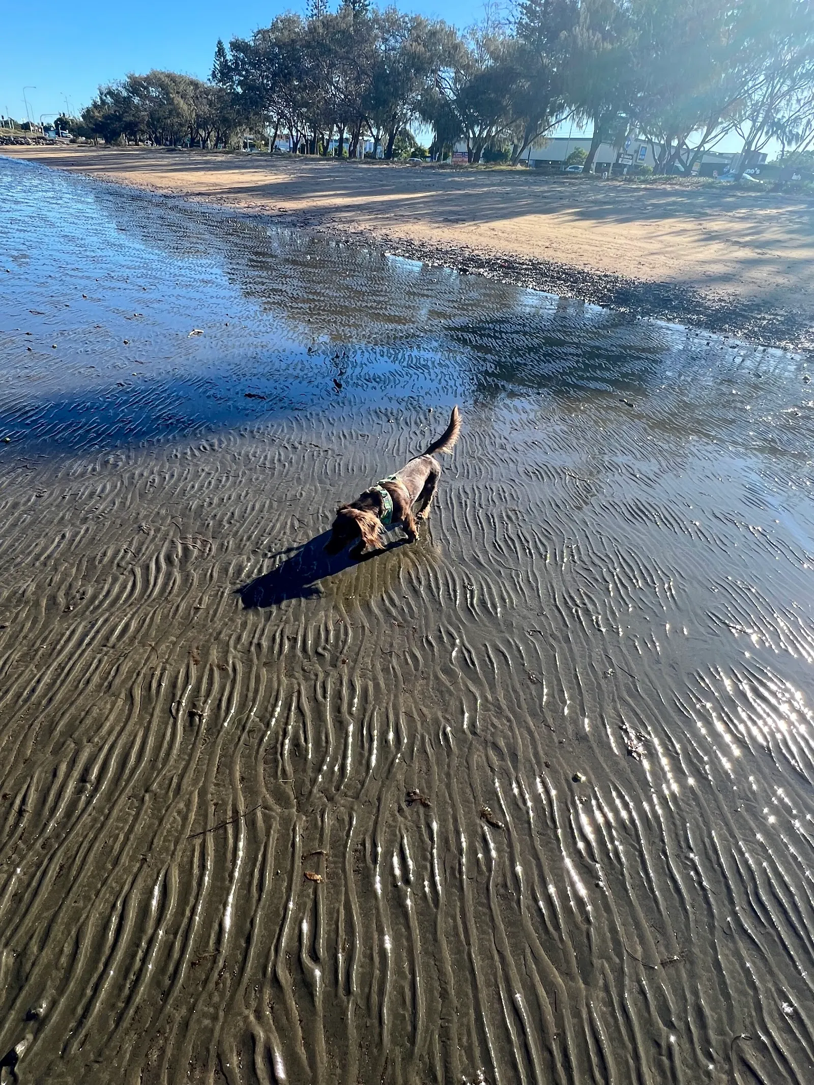 The Artemis Dog Beach Strip dog-friendly beach