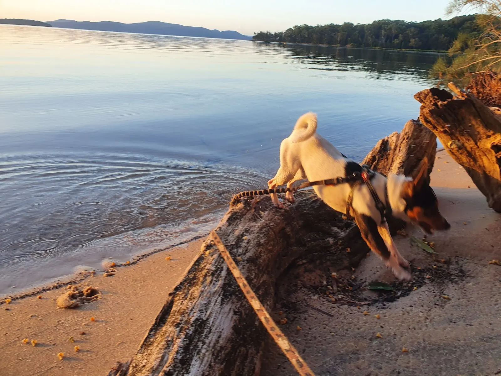 Billy Beach Off-Lead Dog Exercise Area dog-friendly beach