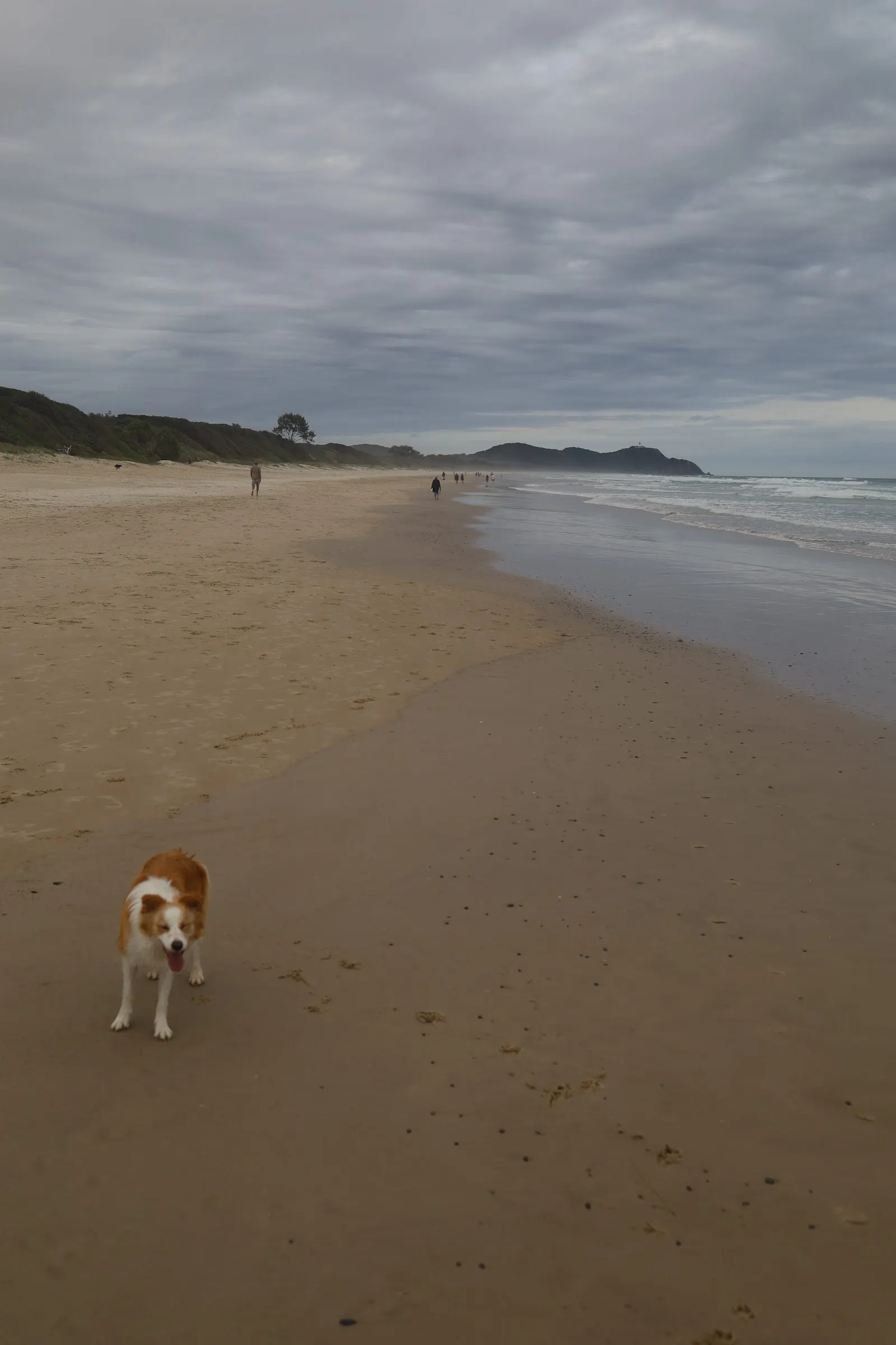 Tallow Beach Dog Exercise Area dog-friendly beach