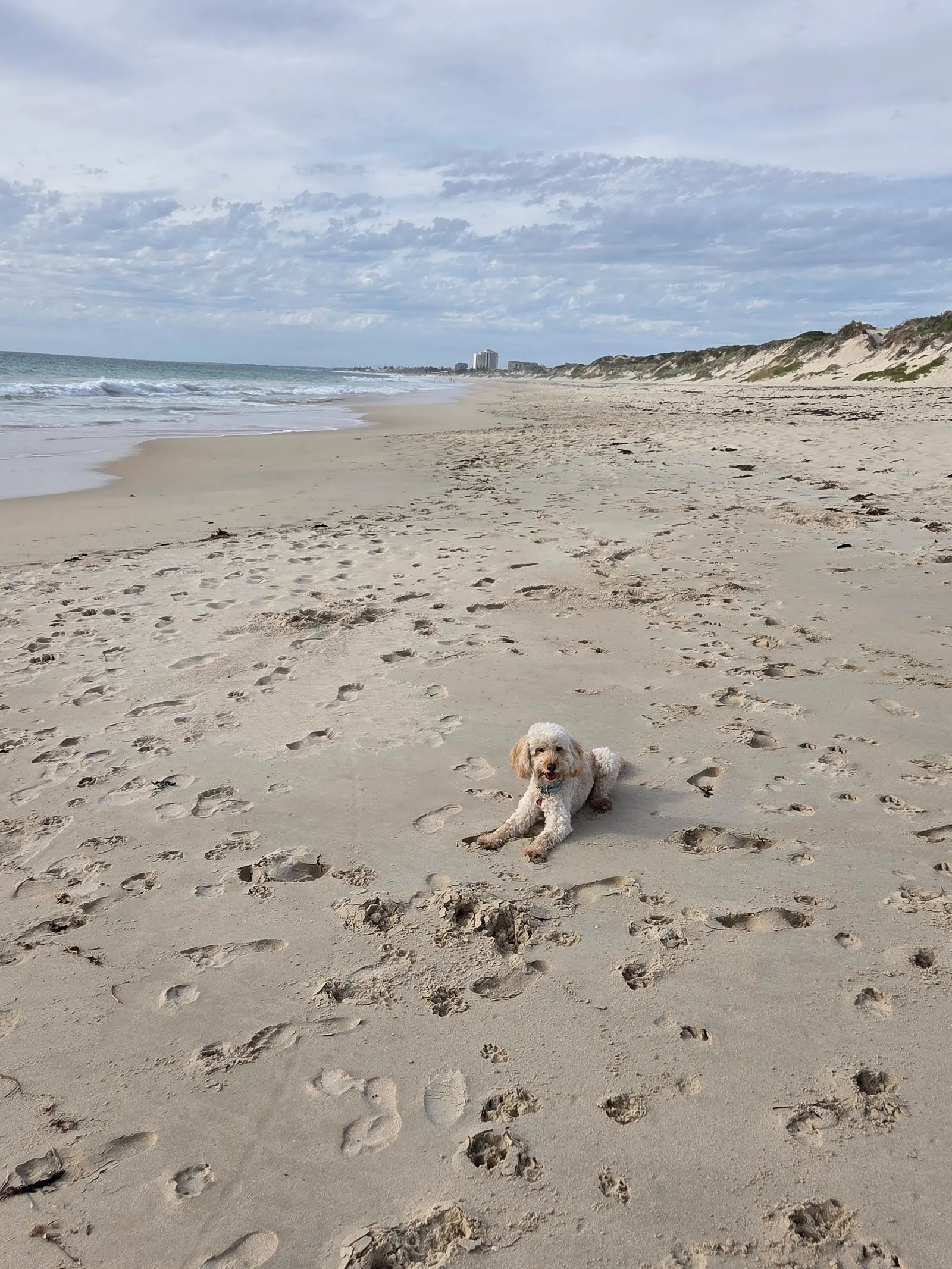 Floreat Dog Beach dog-friendly beach