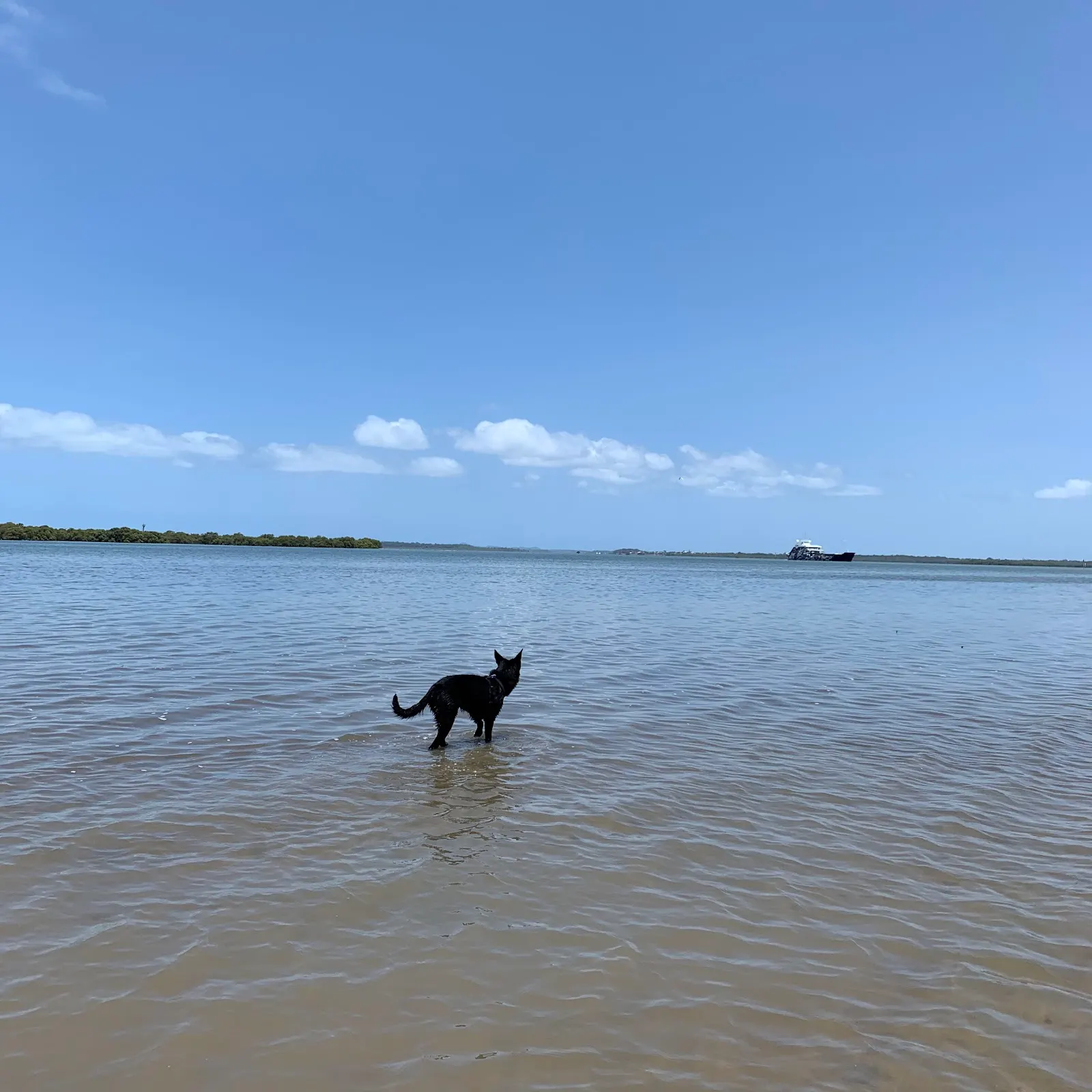 GJ Walter Park Beach Dog Off Leash Area dog-friendly beach