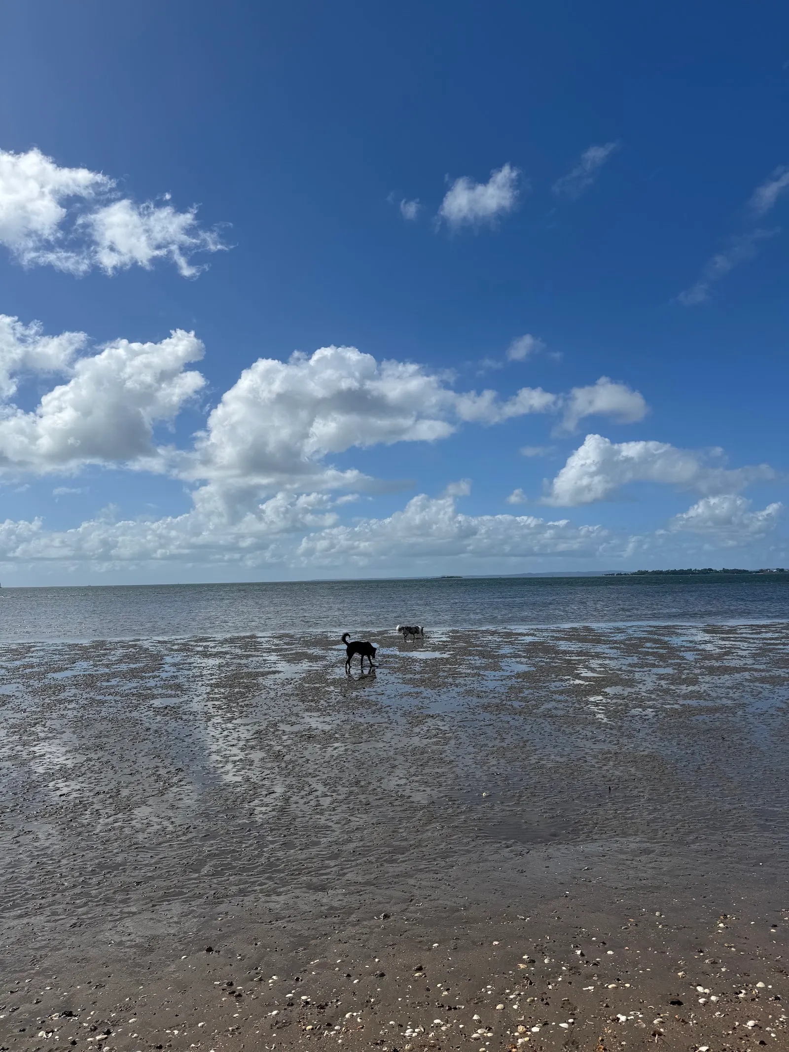 Manly Off-leash Dog Beach dog-friendly beach