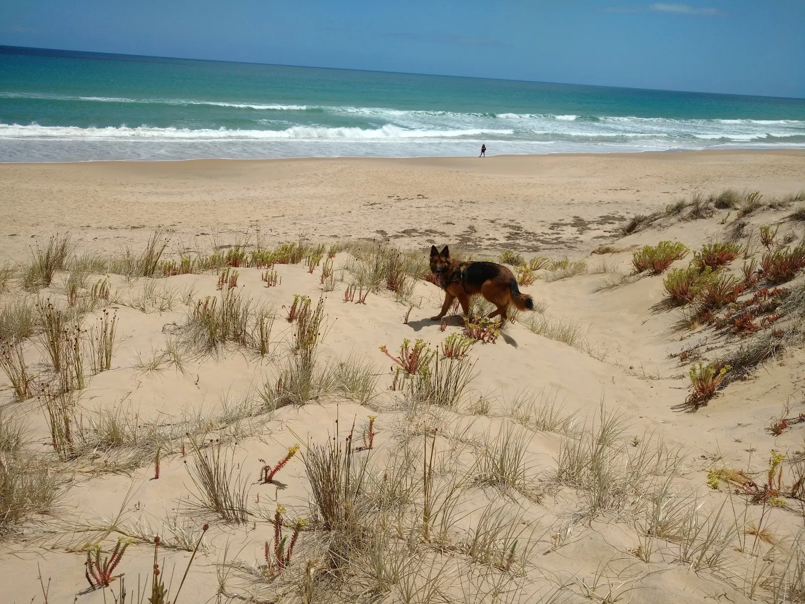Dog Beach/Off Lead dog-friendly beach