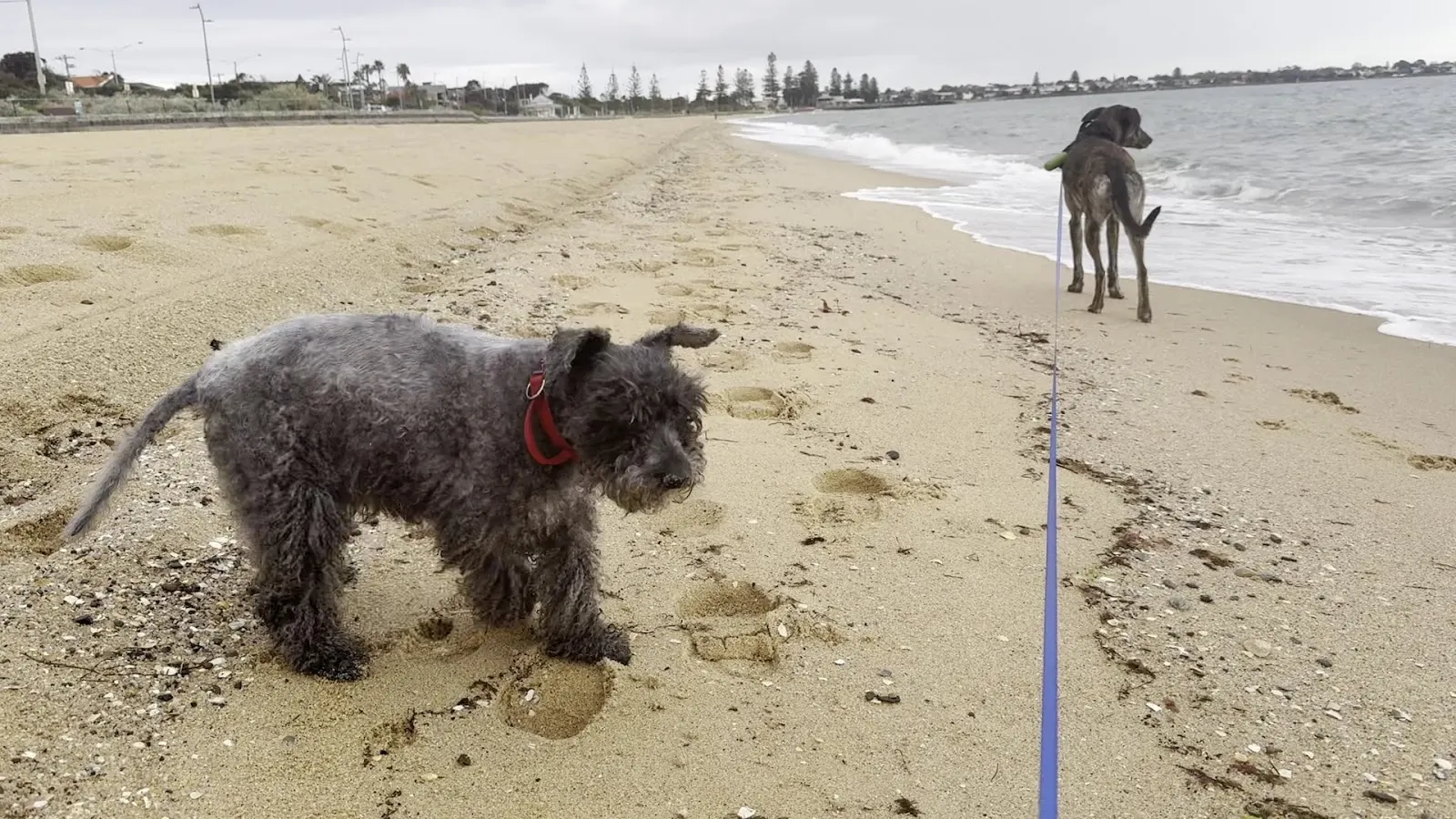 Elwood Beach Dog Off Leash Area dog-friendly beach