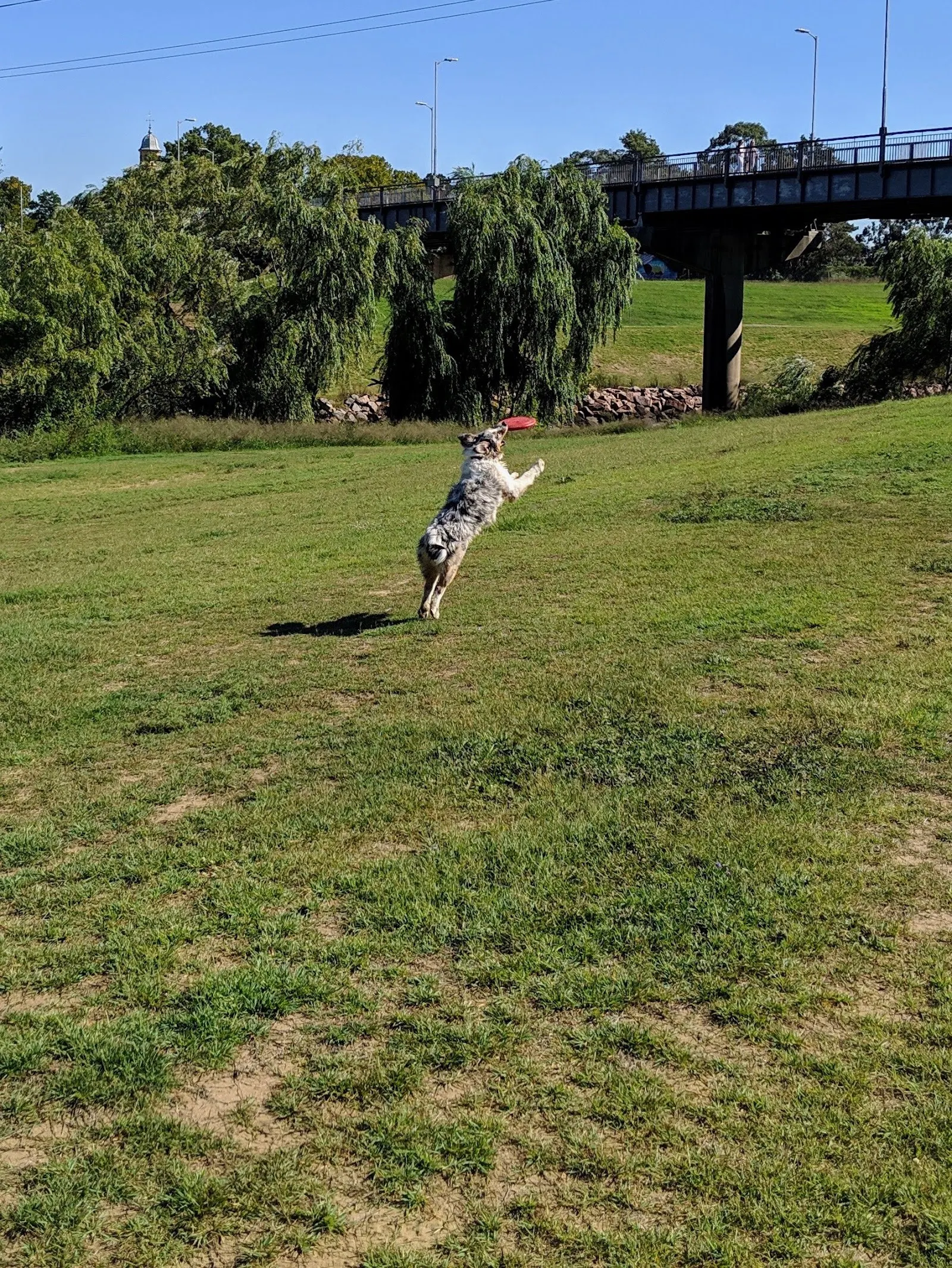 The Esplanade Lorn Dog Off-Leash Area dog-friendly beach