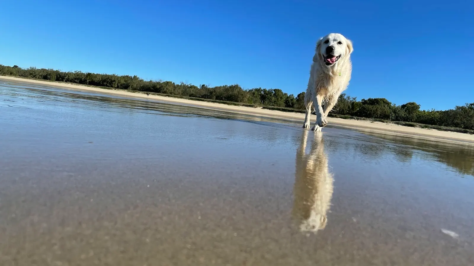 Seaview Park - Off Leash Dog Beach dog-friendly beach