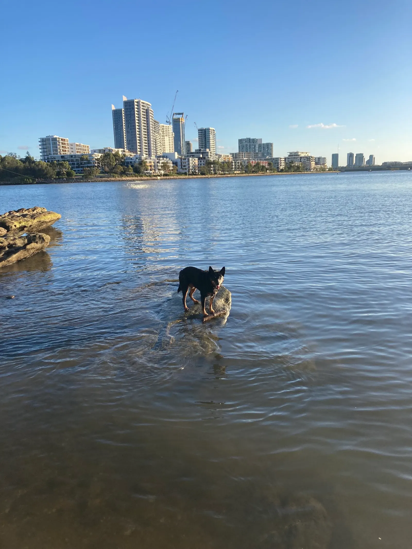 Meadowbank Dog Beach dog-friendly beach