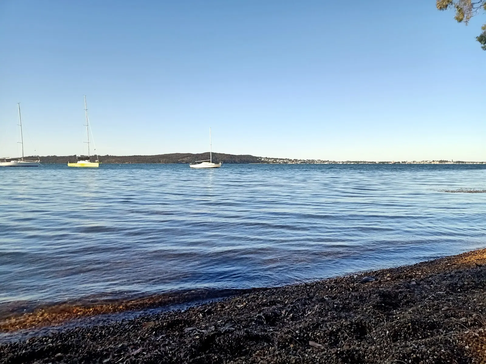 Coal Point Dog Exercise Area dog-friendly beach