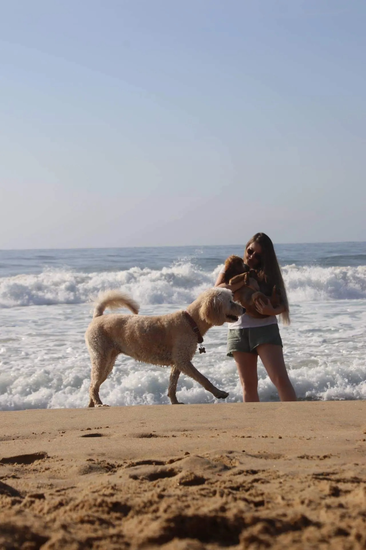 Dog Friendly Off-Leash Beach Area dog-friendly beach