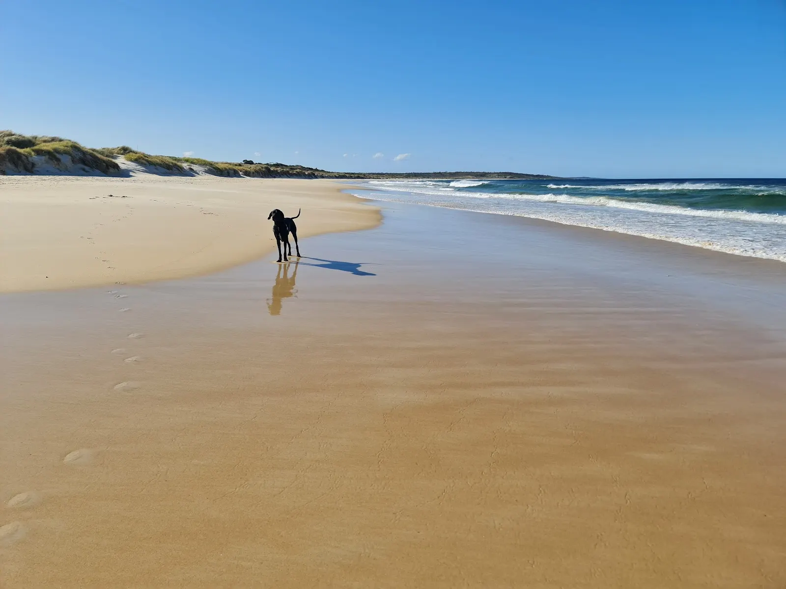 Paddy's Island off lead dog beach dog-friendly beach