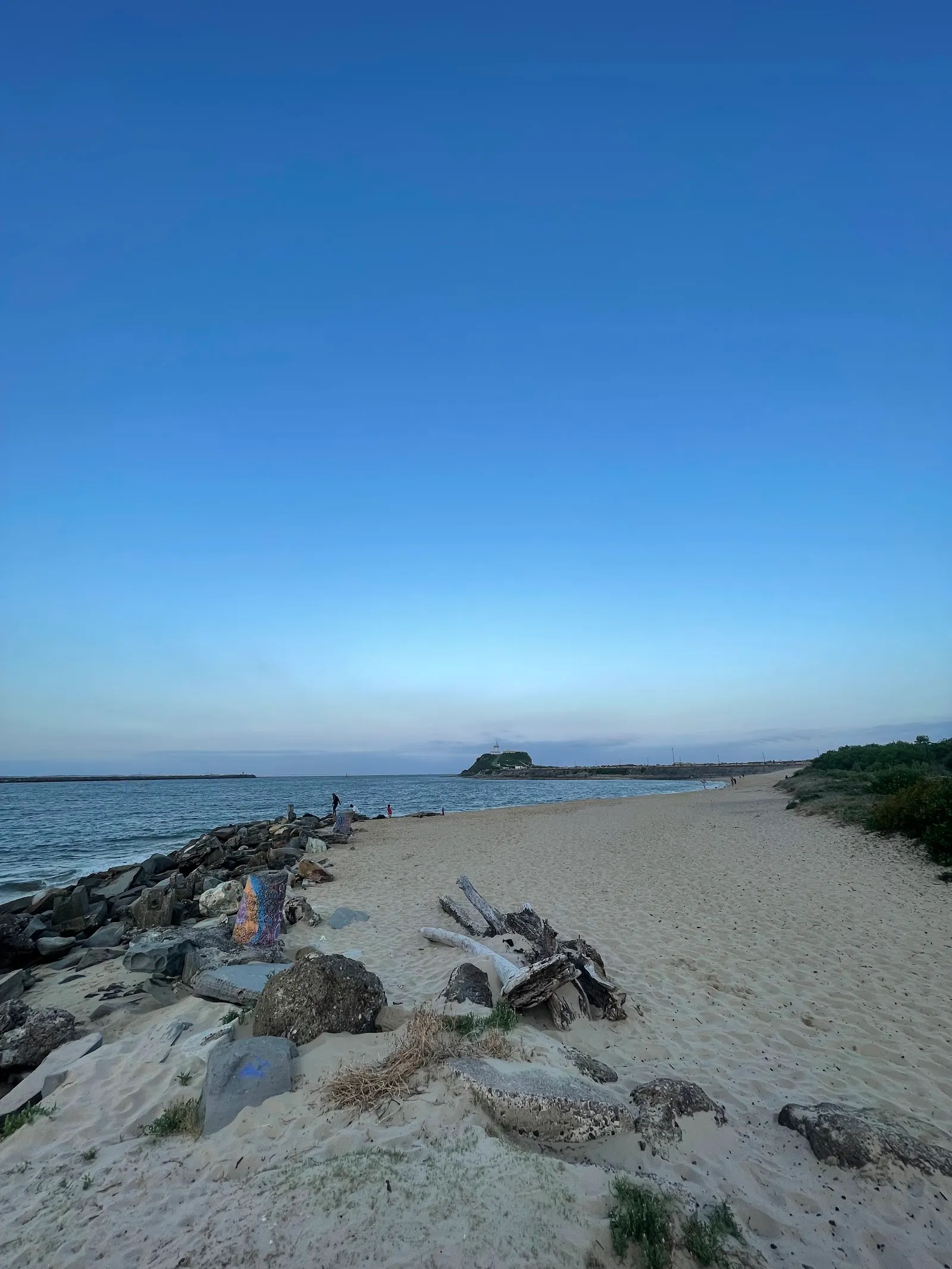 Dogs beach dog-friendly beach