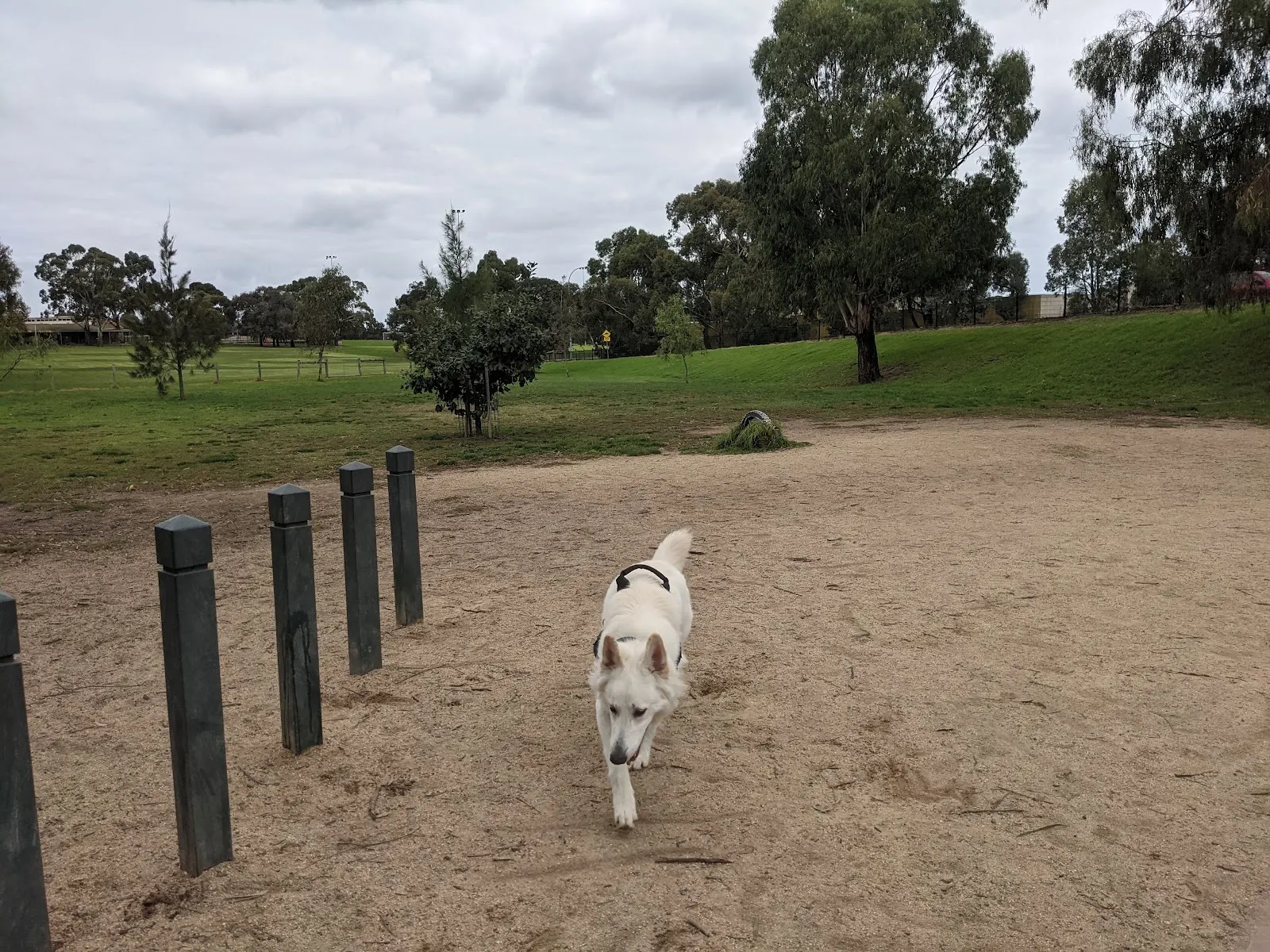 Knox Park Fenced Dog Park dog park