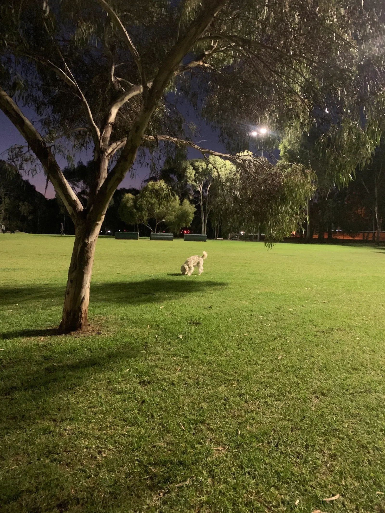 North Adelaide Fenced Dog Park dog park