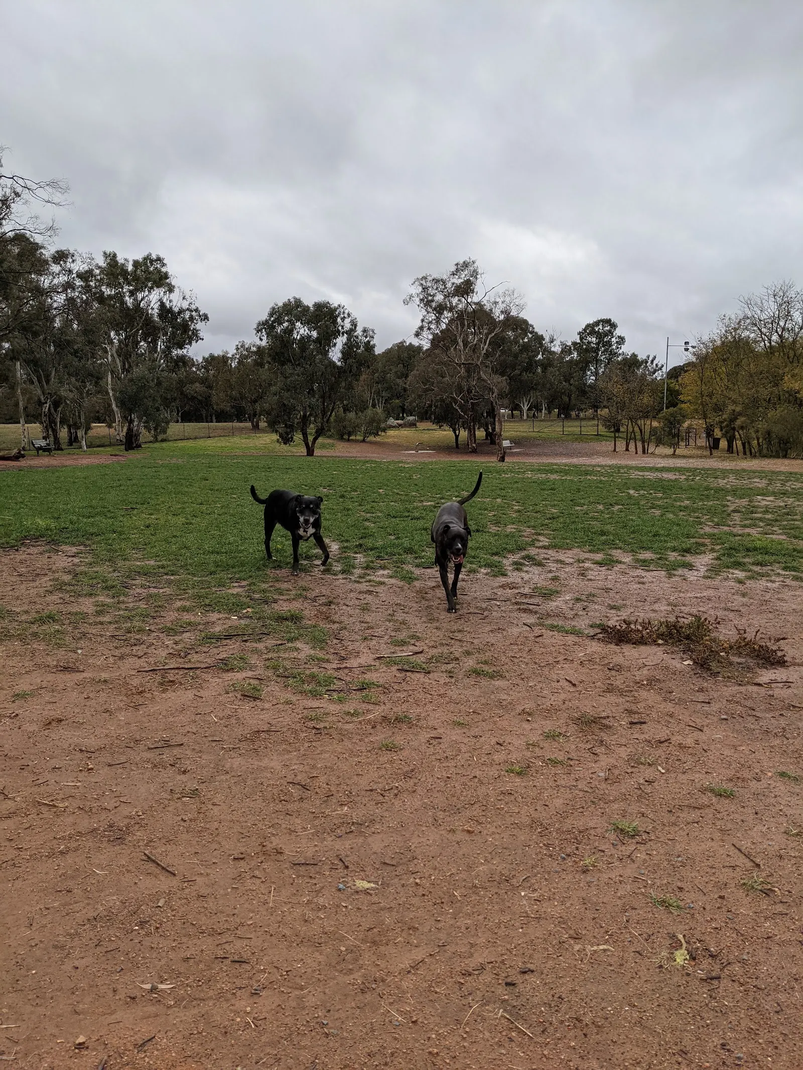 Lake Ginninderra Dog Park dog park