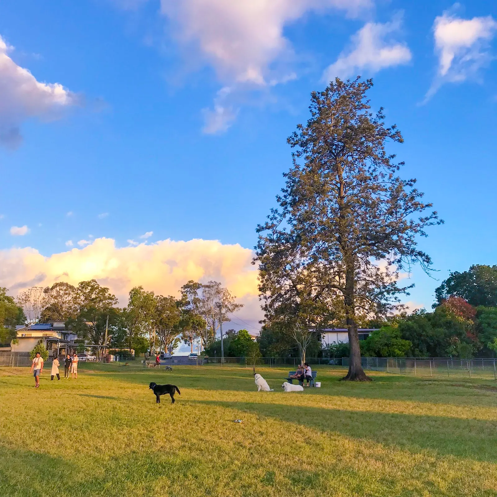 Nathan Road Park Fenced Dog Park dog park