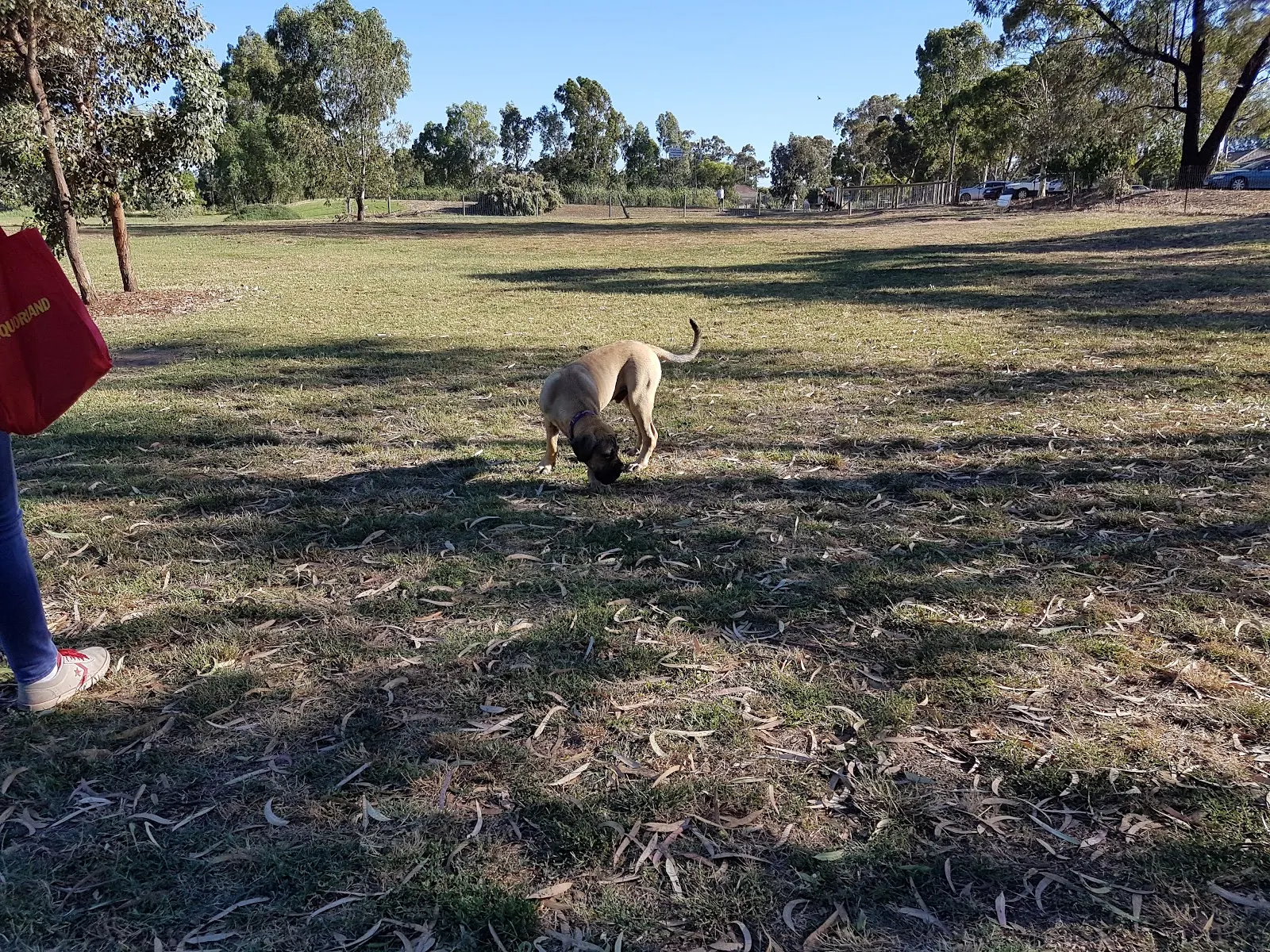 Harcourt Dog Park dog park