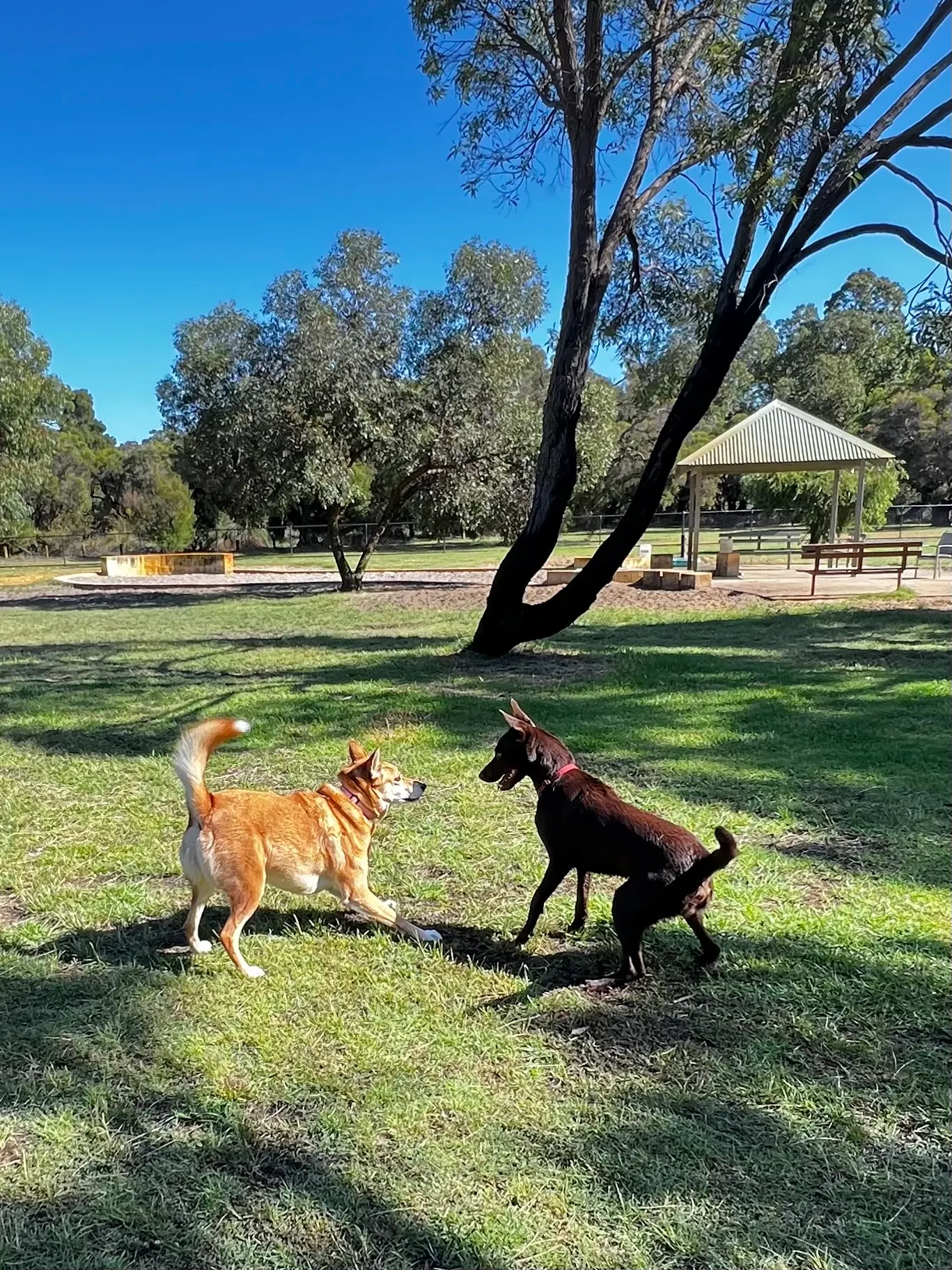 Dianella Fenced Dog Park dog park