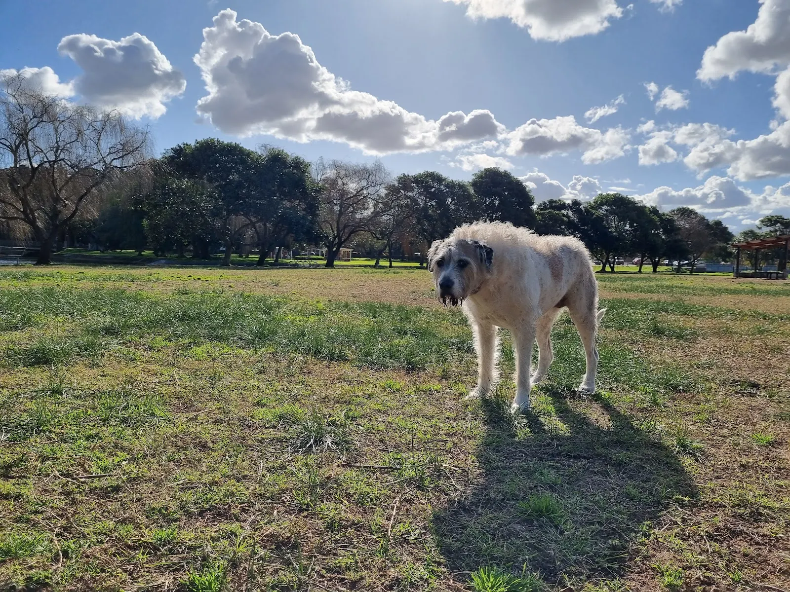 Islington Dog Off-Leash Area dog park