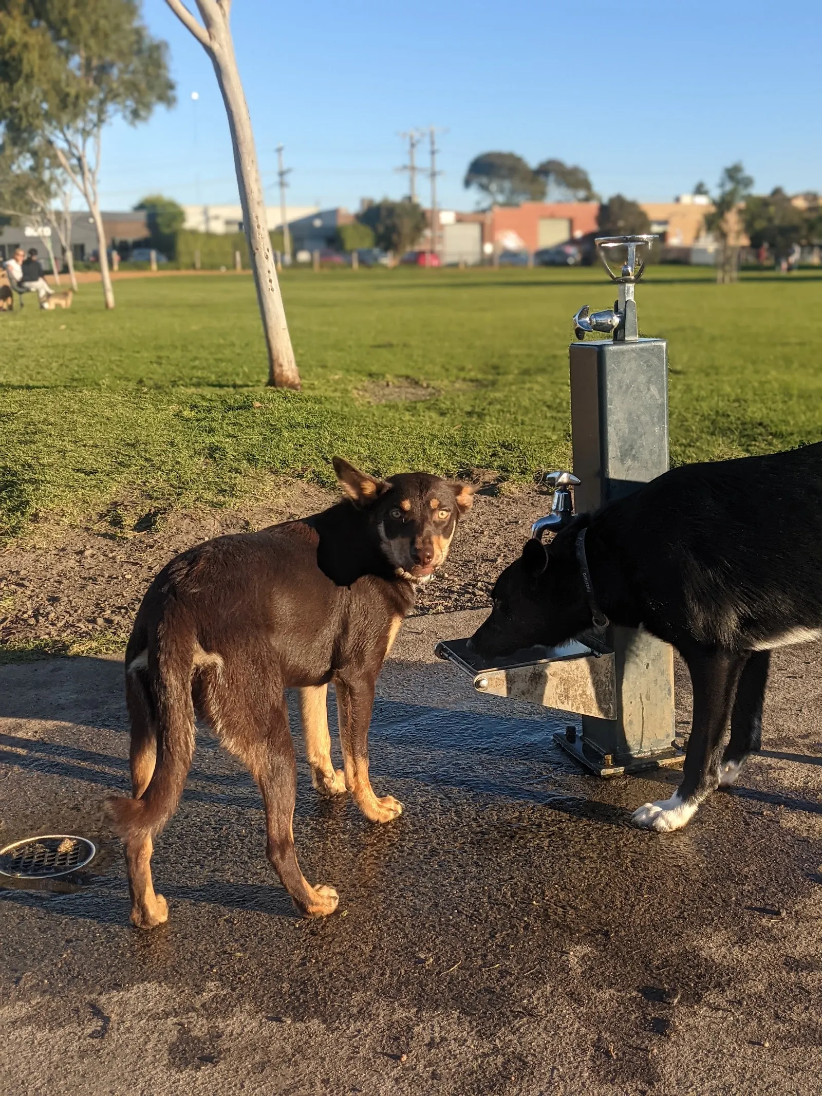 Kevin Hayes Dog Park with coffee van dog park