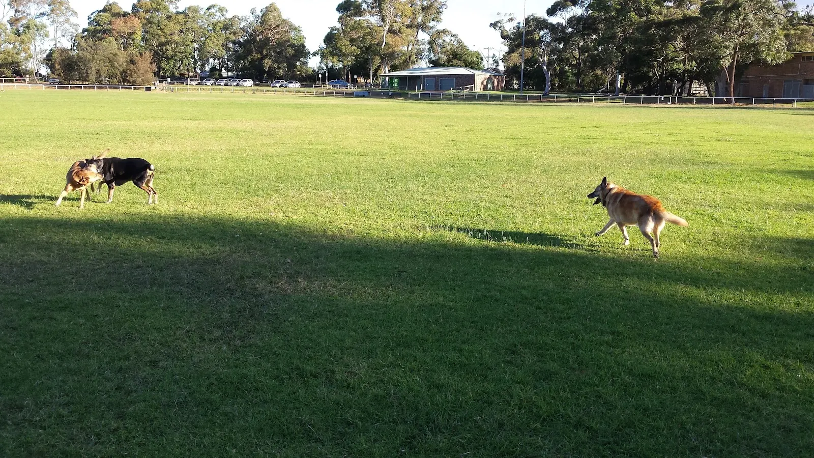 Frenchs Forest Showground dog park