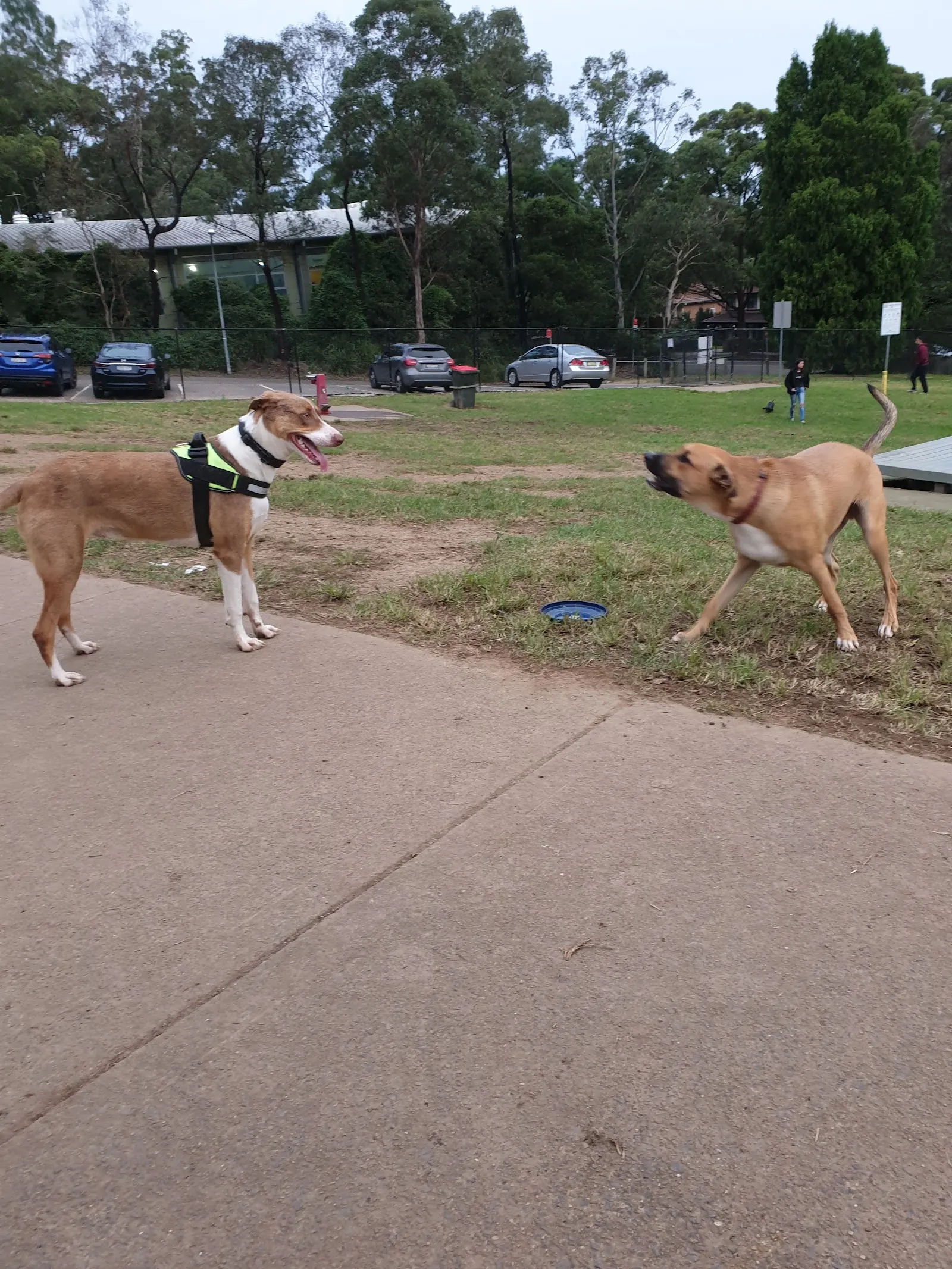 Greenway Park Fenced Dog Park dog park