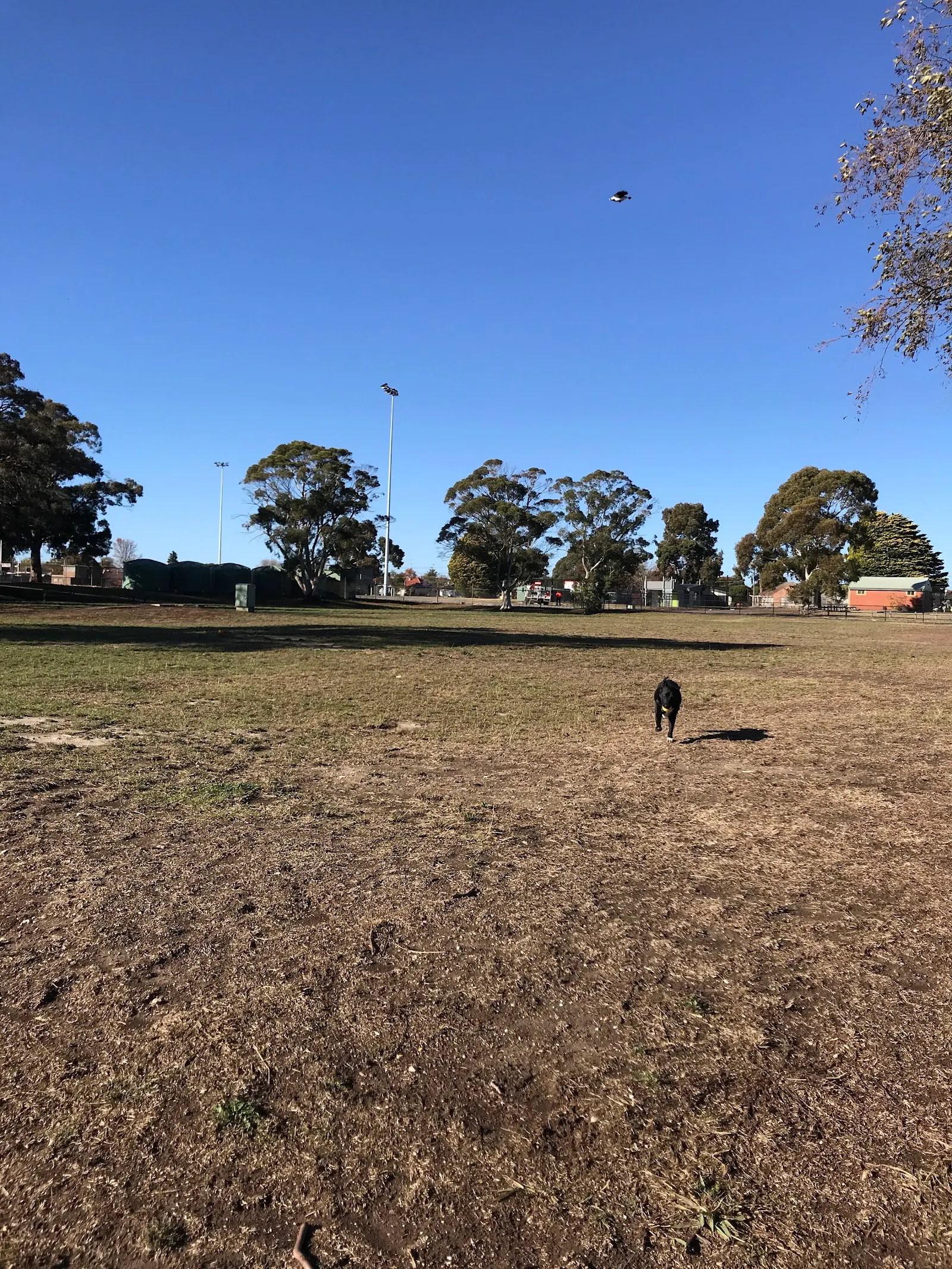 CE Brown Reserve Fenced Dog Park dog park