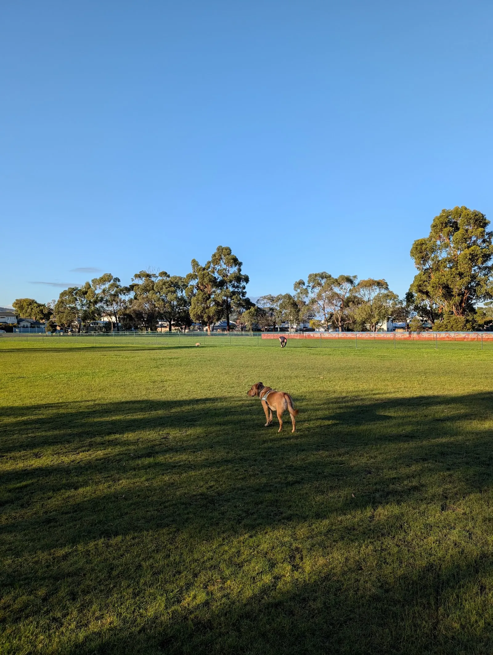 South Street Reserve Fenced Dog Park dog park