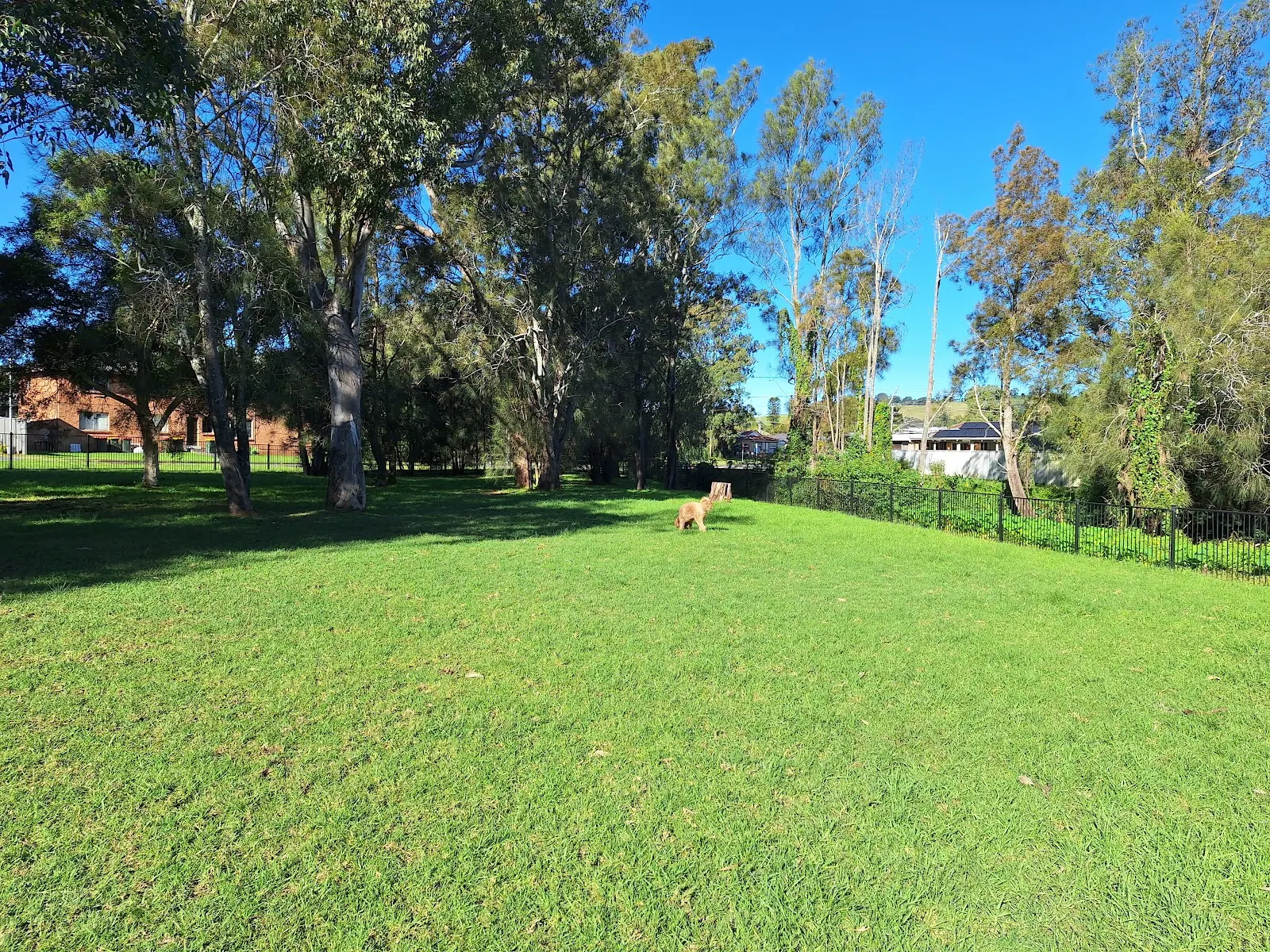 Oak Flats Fenced Dog Park dog park