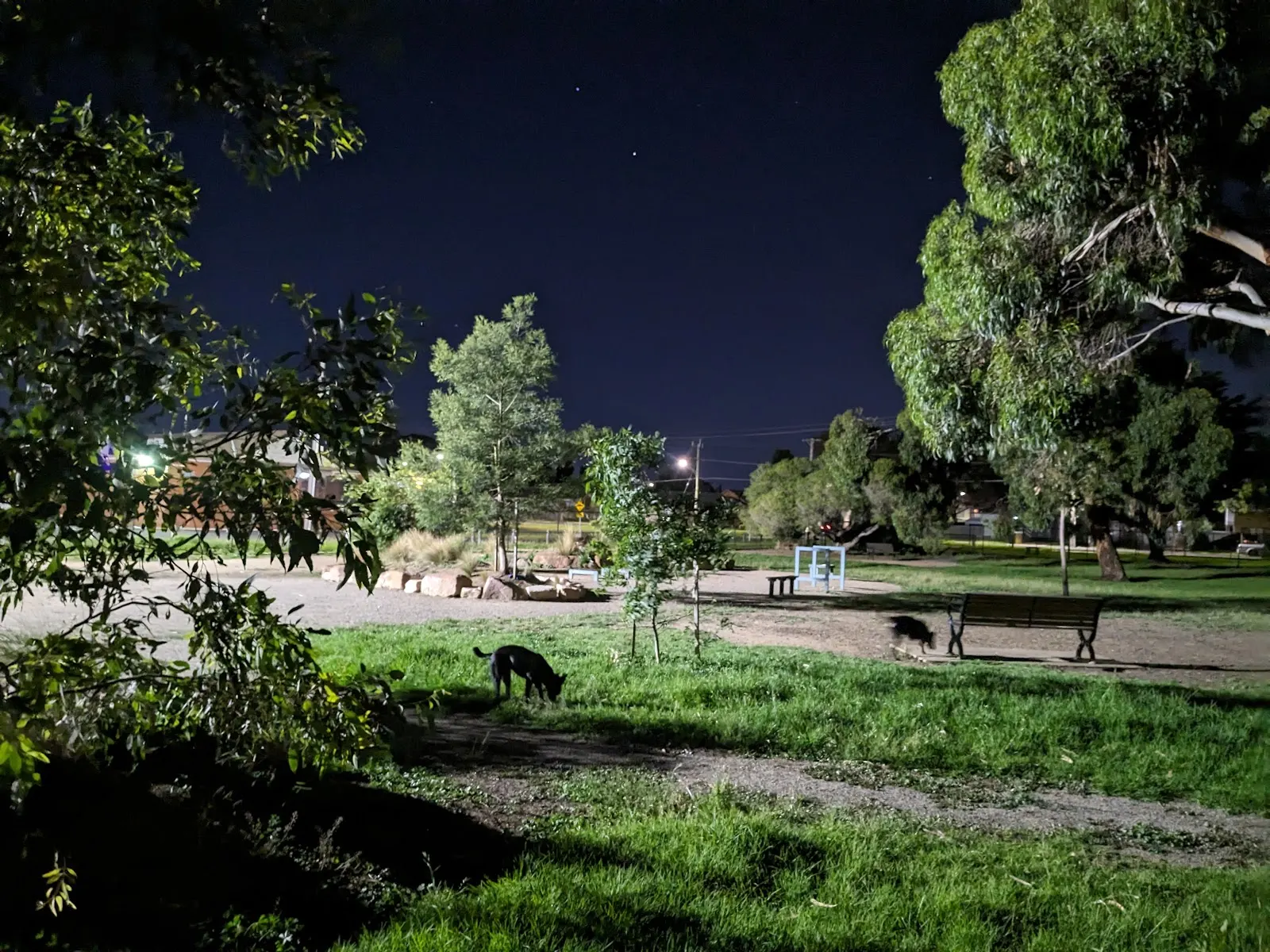 Stead Park Dog Park dog park