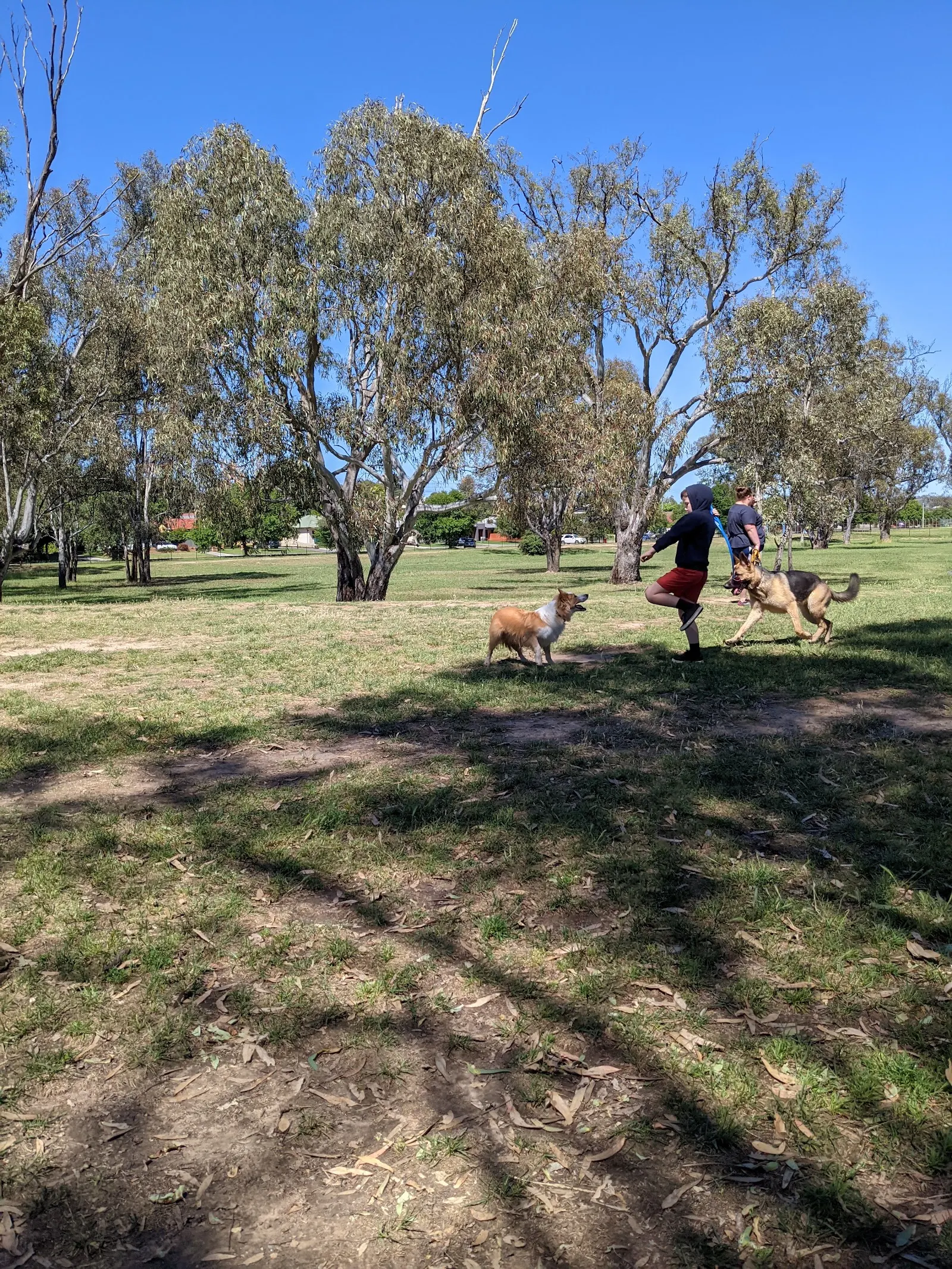 Alexandra Park Fenced Dog Park dog park