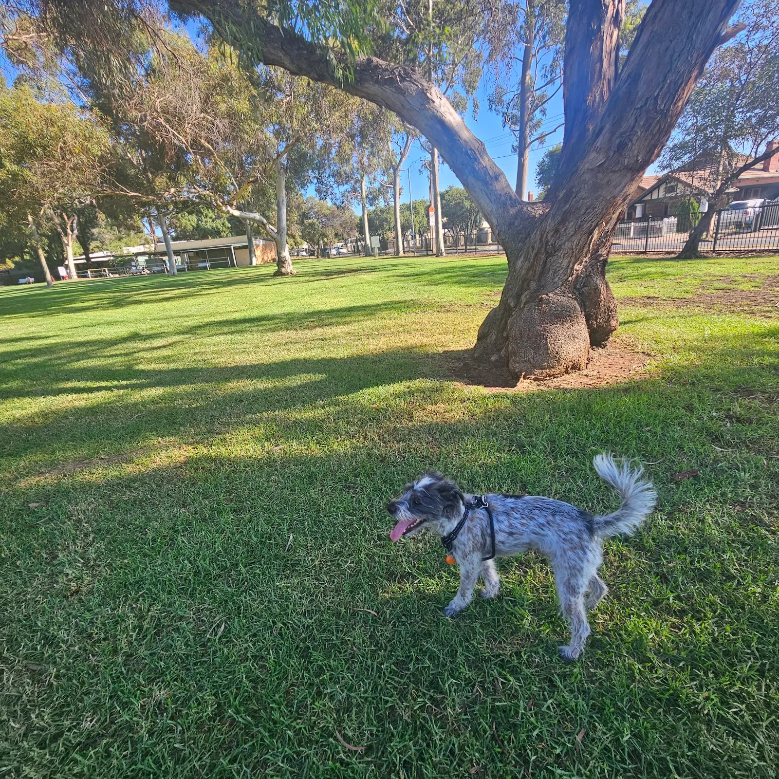 Woodville Fenced Dog Park dog park