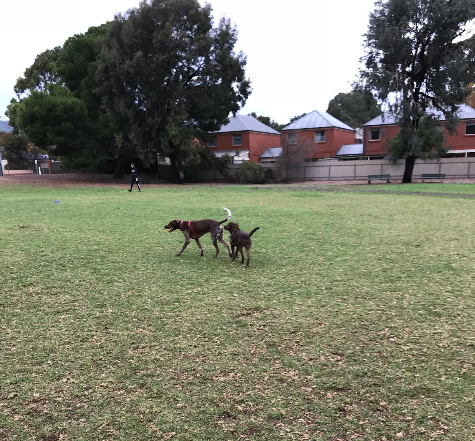 Conyngham Street Dog Park dog park