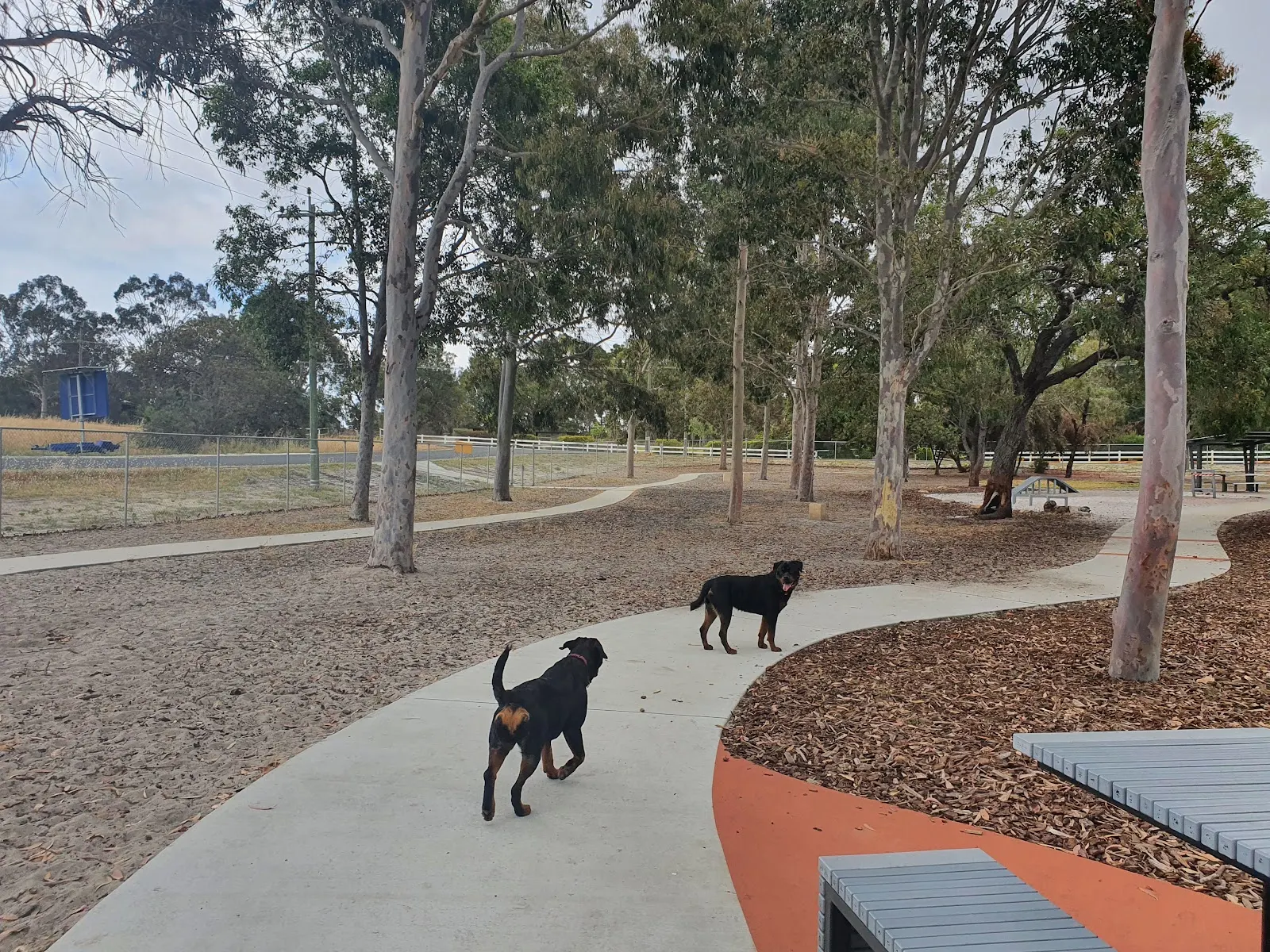 Edgar Griffiths Dog Park dog park