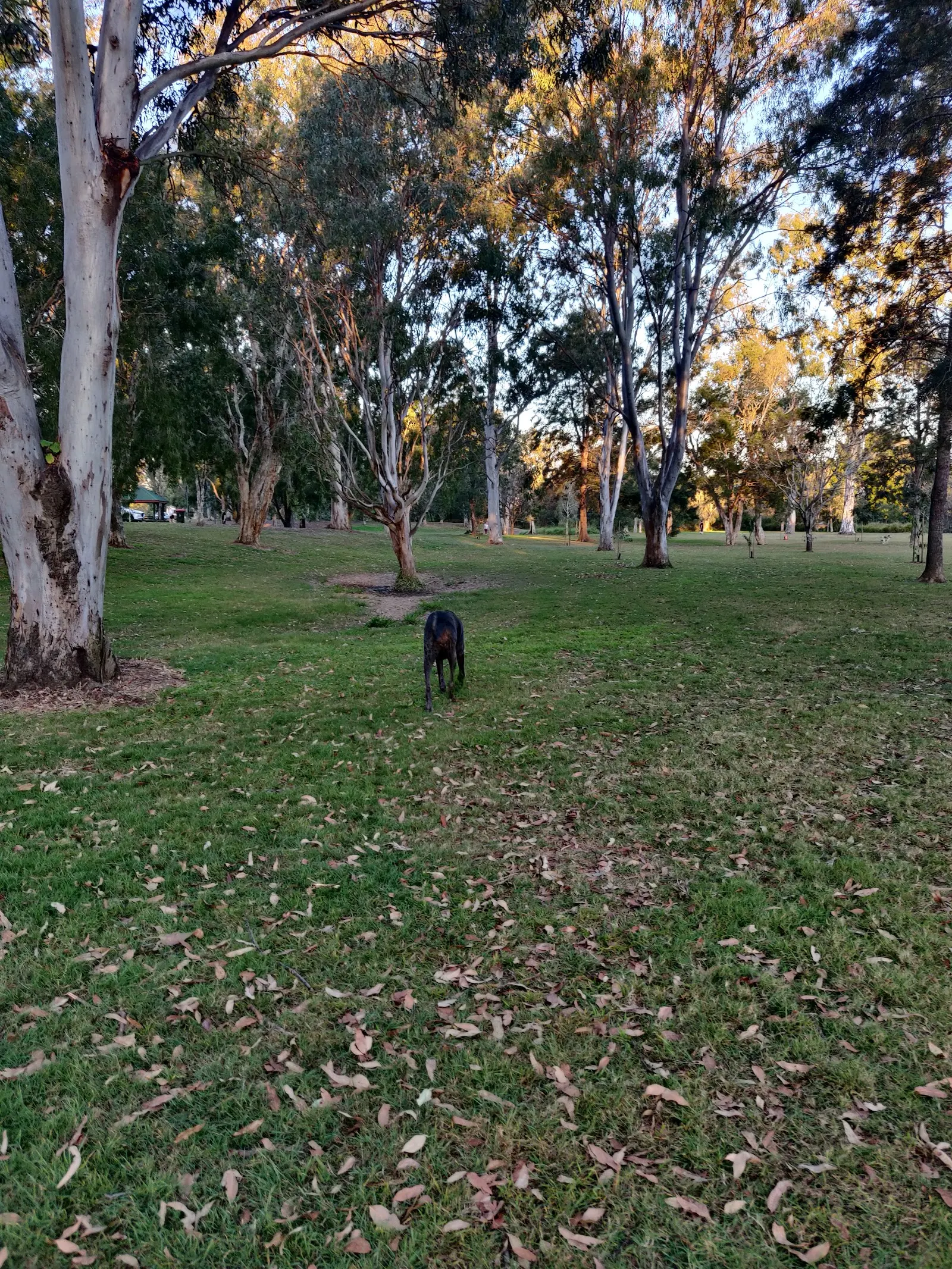 Downfall Creek Dog Park dog park