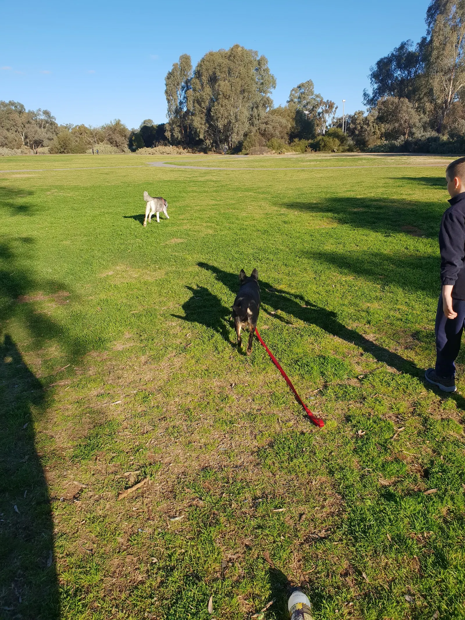 Mildura Fenced Dog Park (Rio Vista Park) dog park