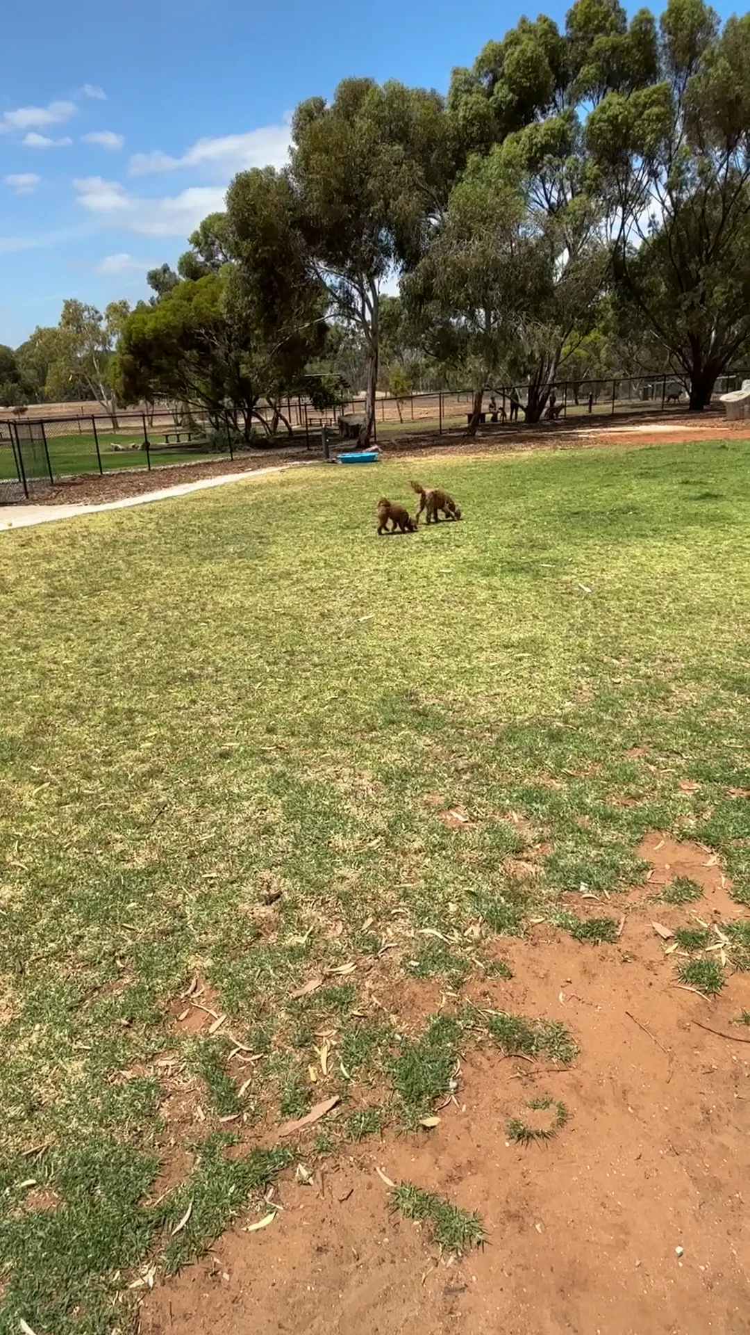 Clonlea Reserve Fenced Dog Park dog park