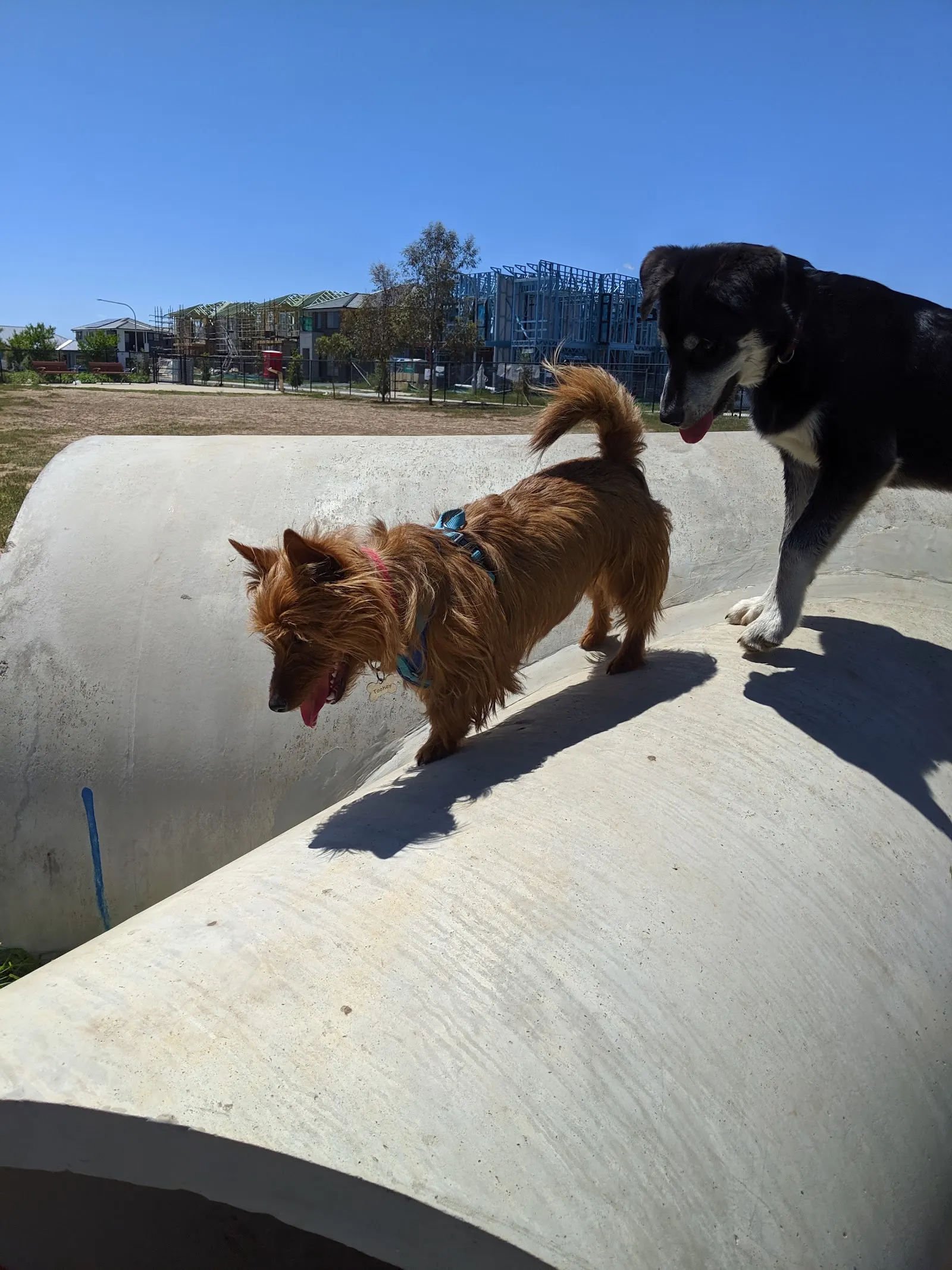 Gregory Hills Fenced Dog Park dog park