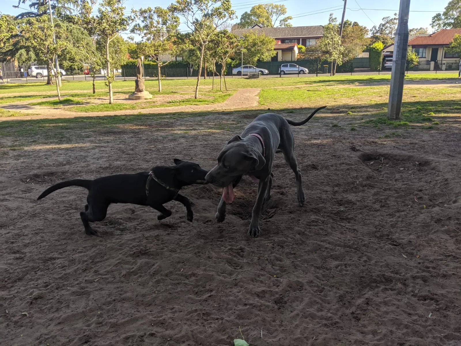 Bede Spillane Reserve Fenced Dog Park dog park