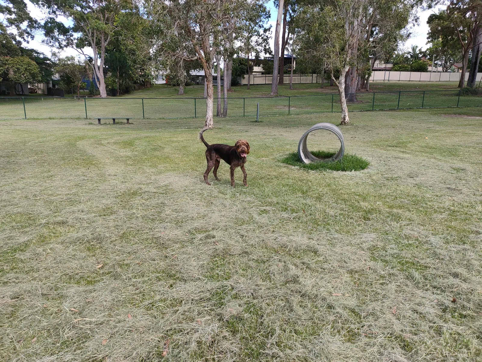 Nick Pavlis Park Fenced Dog Park dog park