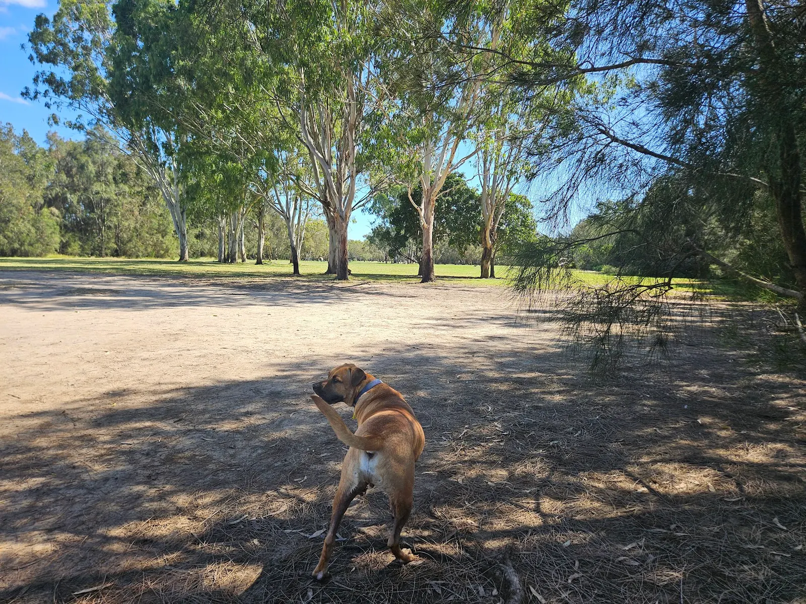 Tallebudgera Island Dog Off Leash Area dog park