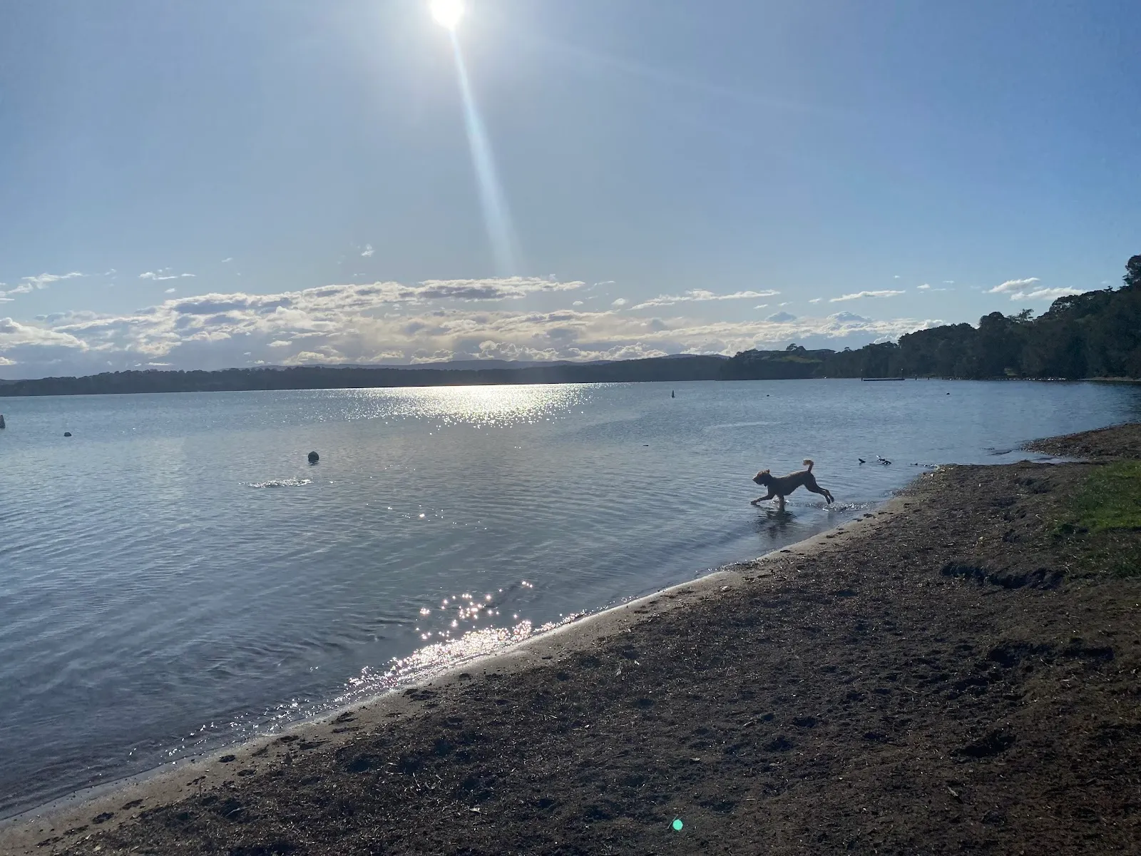Croudace Bay Dog Park dog park