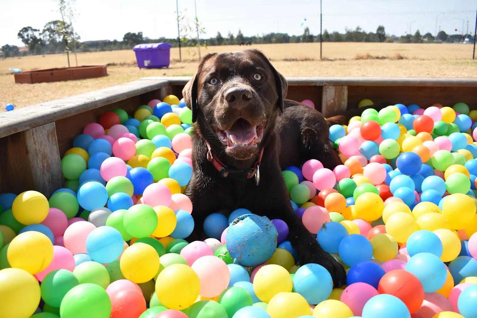 Doggy Play Park dog park