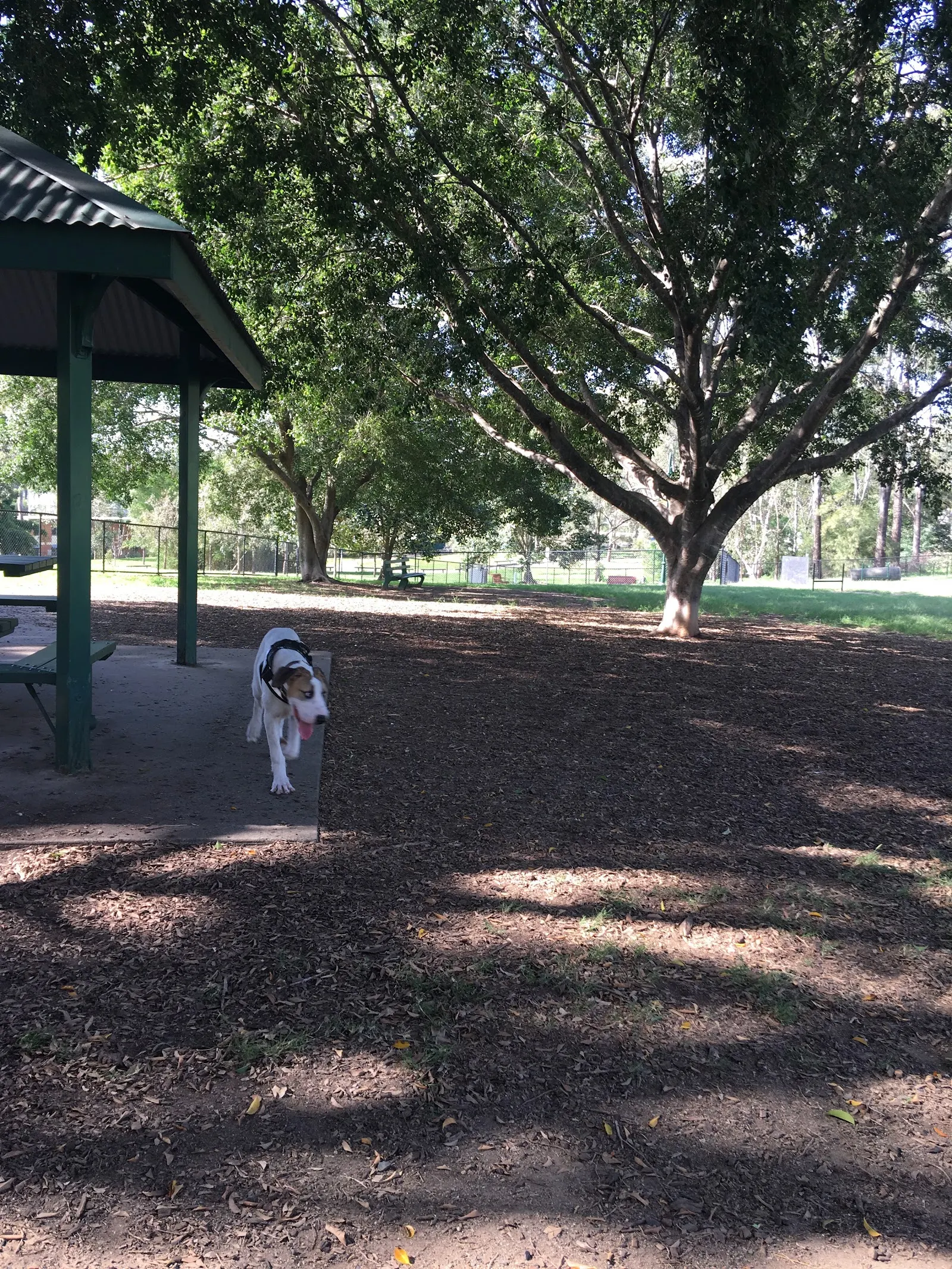 Victoria Park Fenced Dog Park dog park