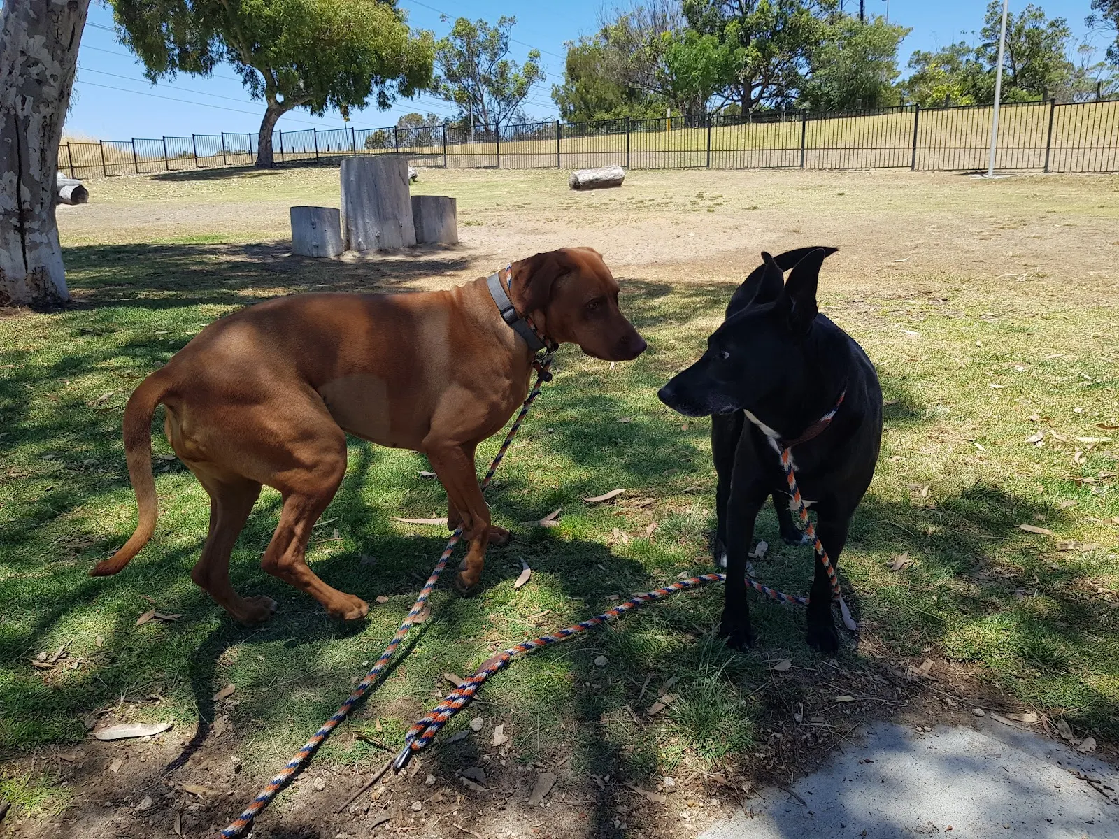 Jan Hammond Park Fenced Dog Park dog park