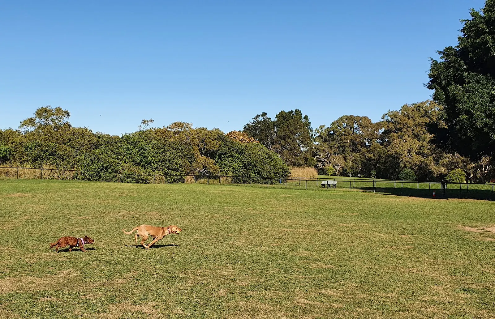 Lota Dog Park dog park