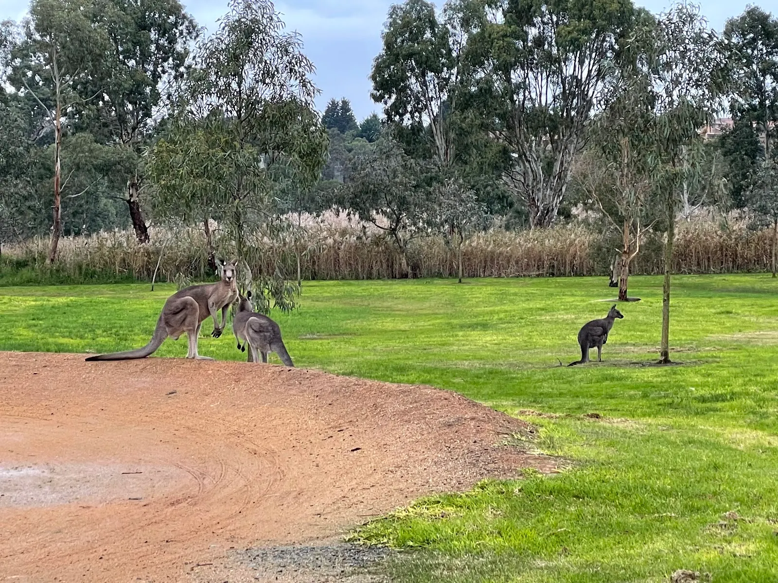 Gunns Road Reserve Fenced Dog Park dog park